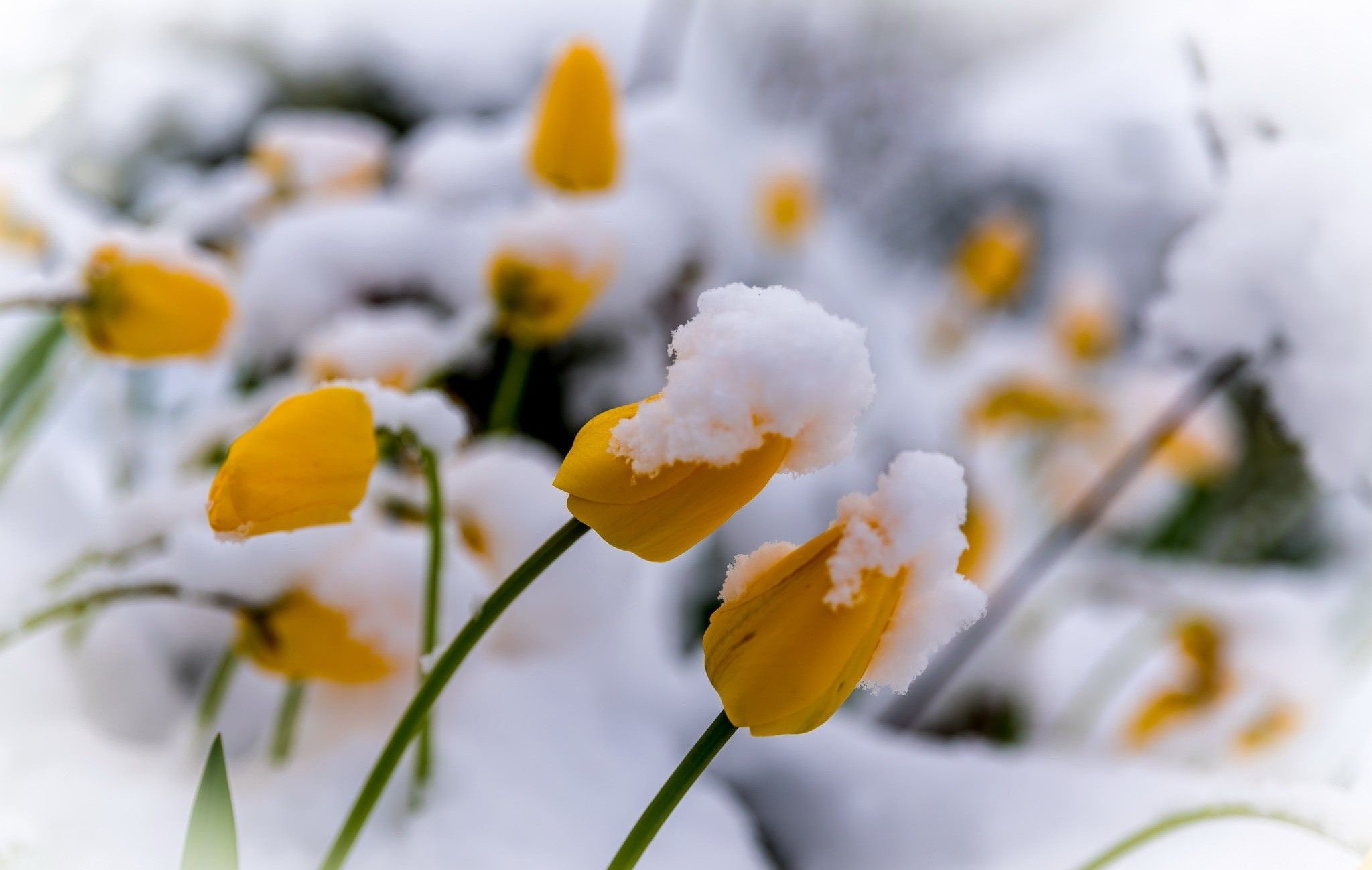Flowers in Snow Wallpapers on WallpaperDog