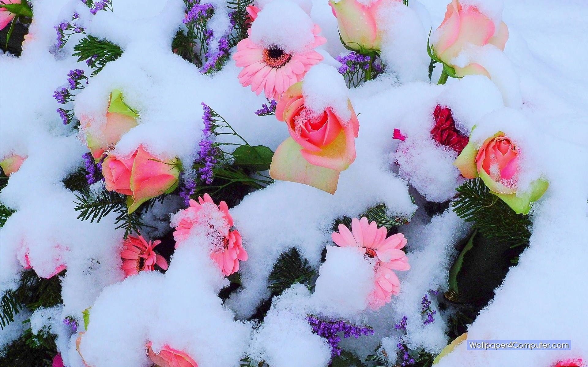 Buy Decorative Winter Flower Snow Freeze On Flower Ice Cold Plant  Garden Nature Wallpaper Sticker for Fridge Décor Online at Low Prices in  India  Amazonin