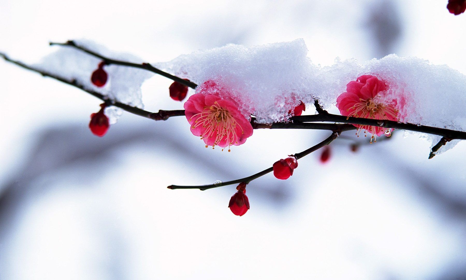 Aggregate 54+ winter flowers wallpaper - in.cdgdbentre