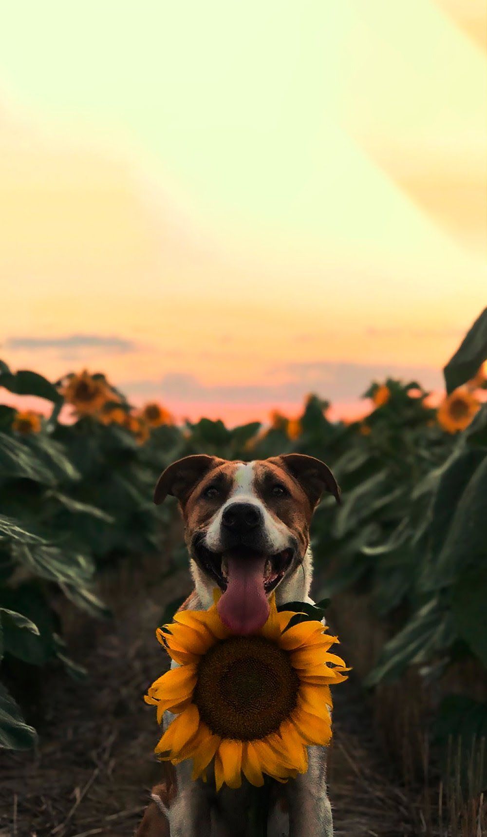 Dog Aesthetic Sunflower Wallpapers on WallpaperDog