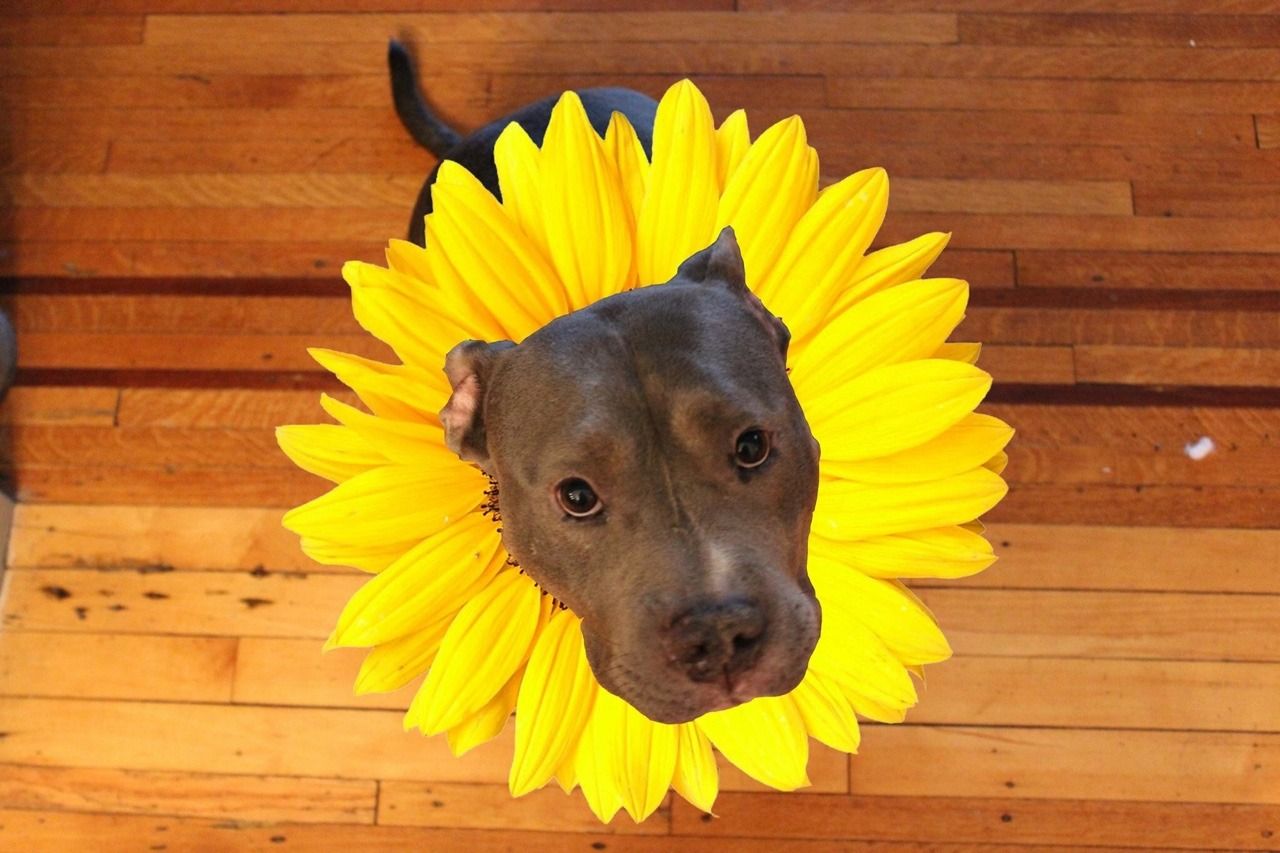 Dog Aesthetic Sunflower Wallpaper