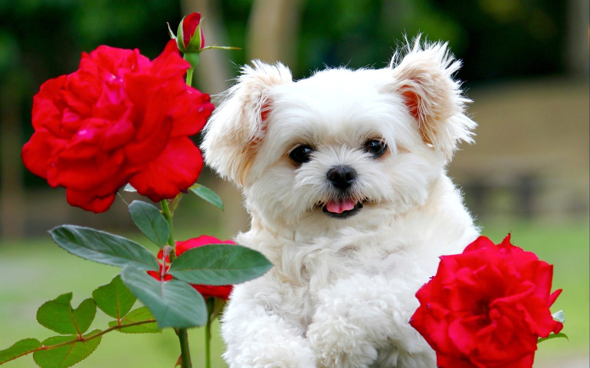 Very Cute White Puppy Wallpapers on WallpaperDog