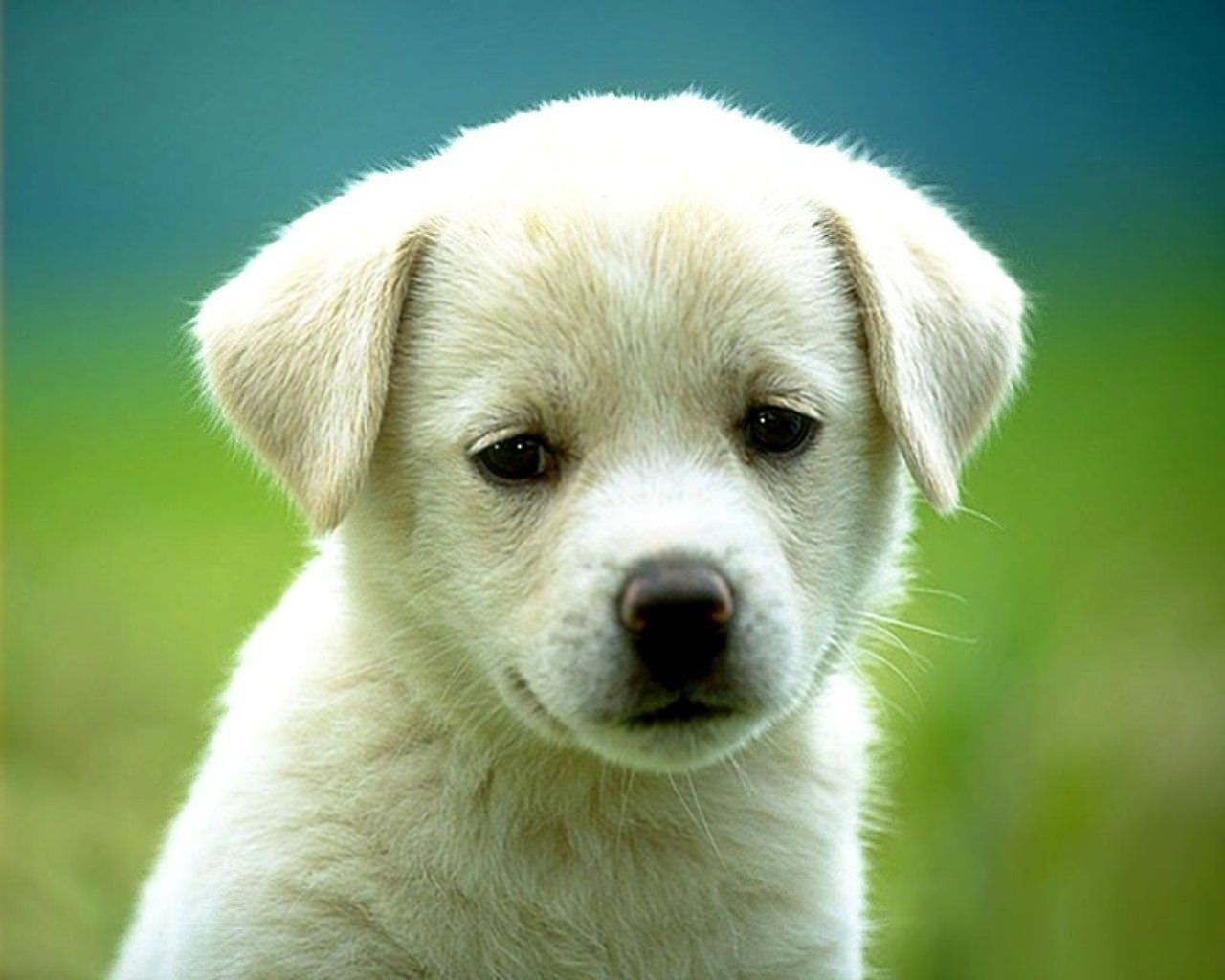 Very Cute White Puppy Wallpapers on WallpaperDog