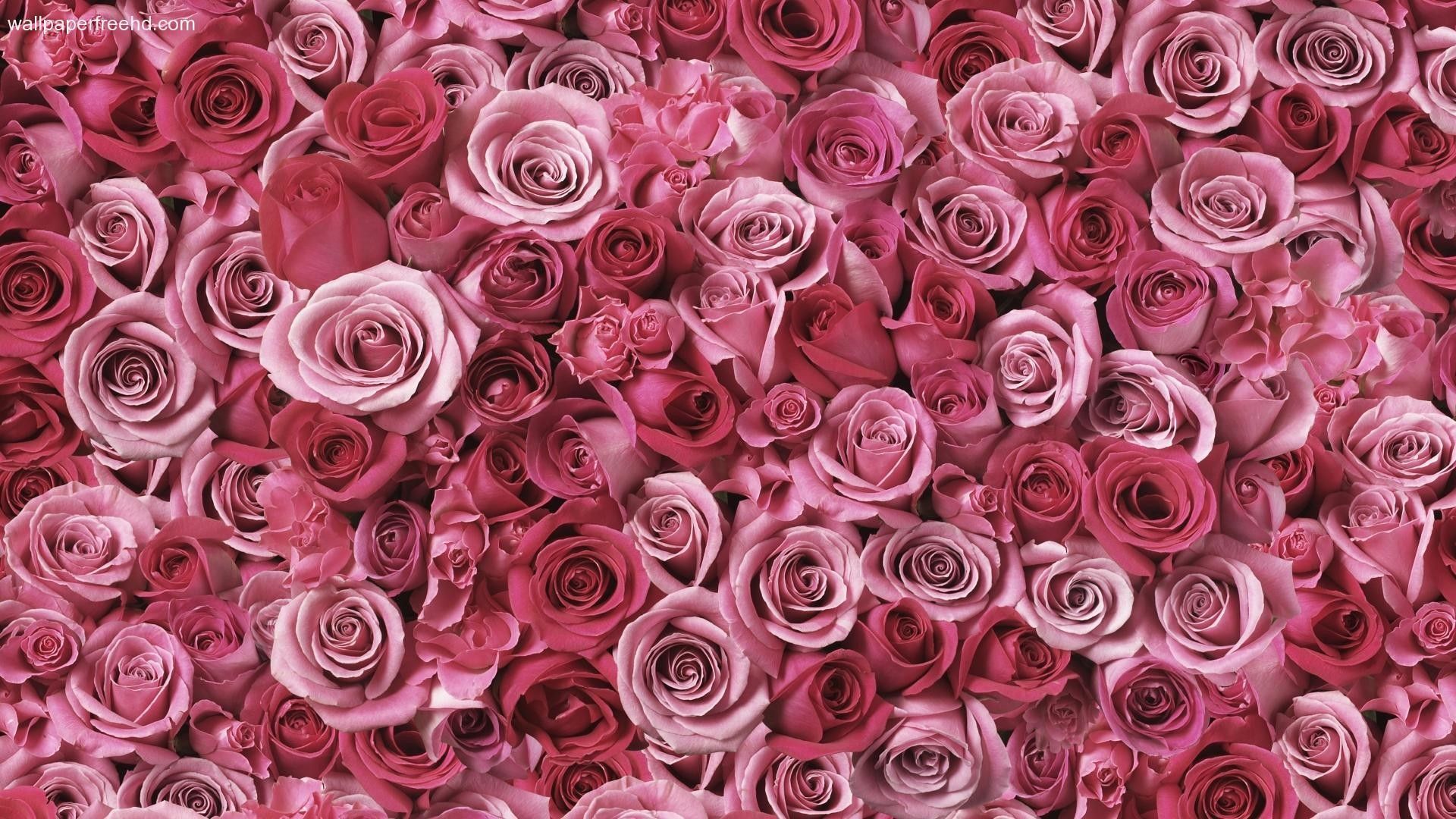 Pink Roses HD Wallpapers on WallpaperDog