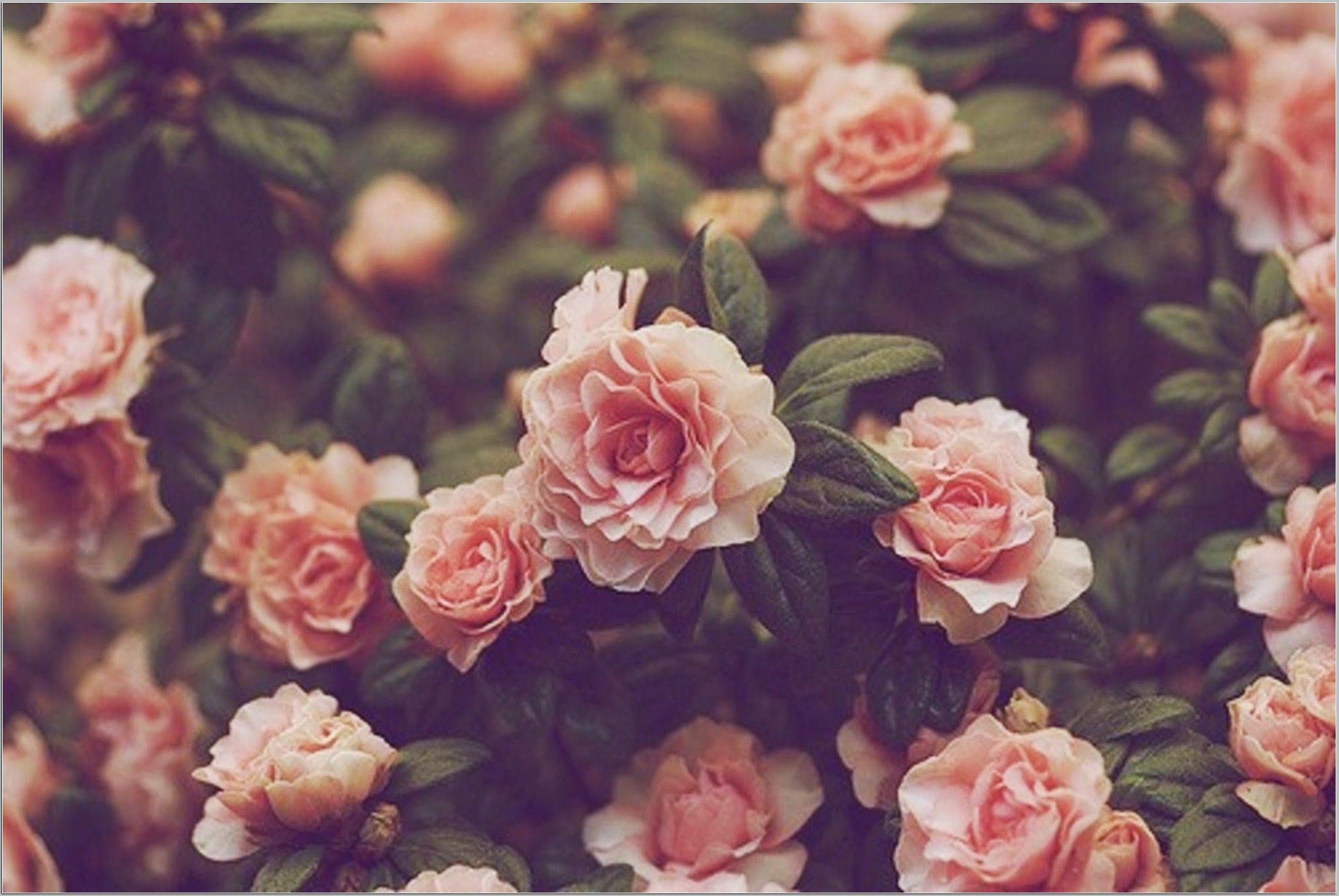cute vintage flower backgrounds