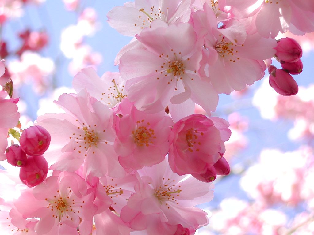 400+] Pink Flowers Wallpapers | Wallpapers.com