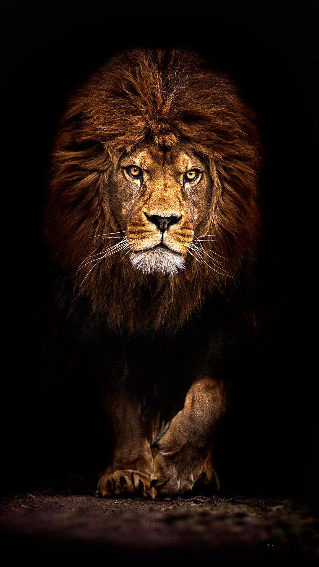 HD Logo Illustration of a Safari Jungle Lion King with Crown Wallpaper of  Wildlife Animal Generative Ai Stock Illustration  Illustration of  wildlife brand 273767867
