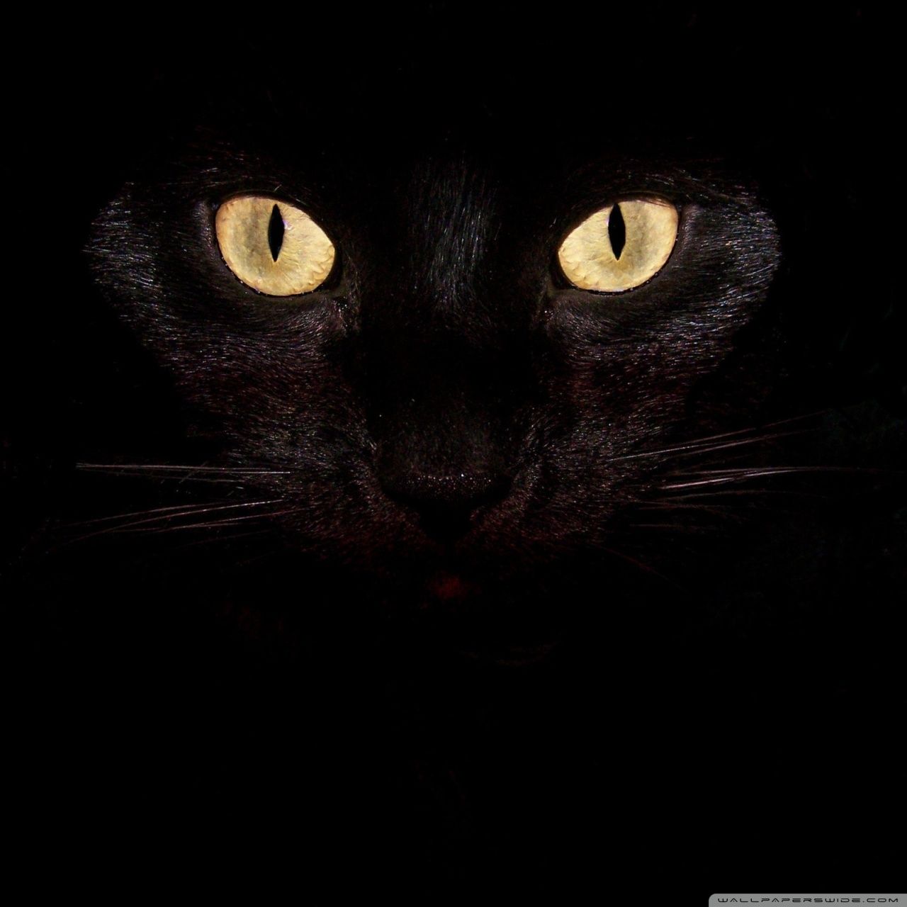 Black Cat Wallpaper Flash Sales - www.puzzlewood.net 1696136094
