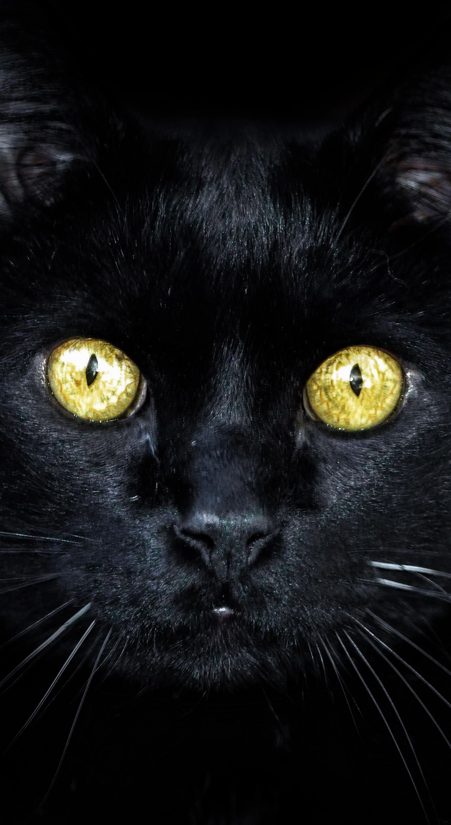 Black Cat Galaxy Wallpapers on WallpaperDog