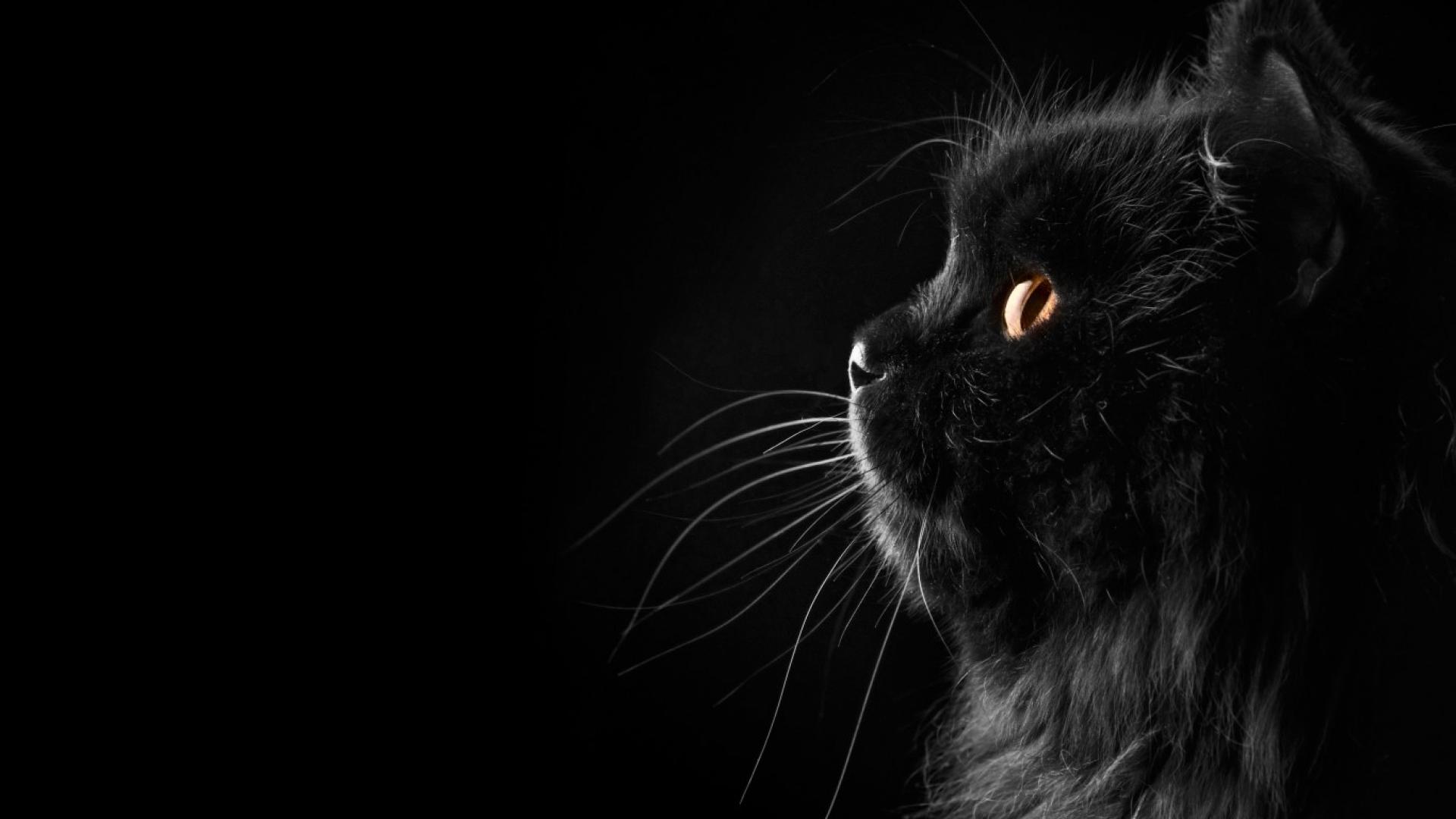 Black Cat Desktop Wallpapers on WallpaperDog