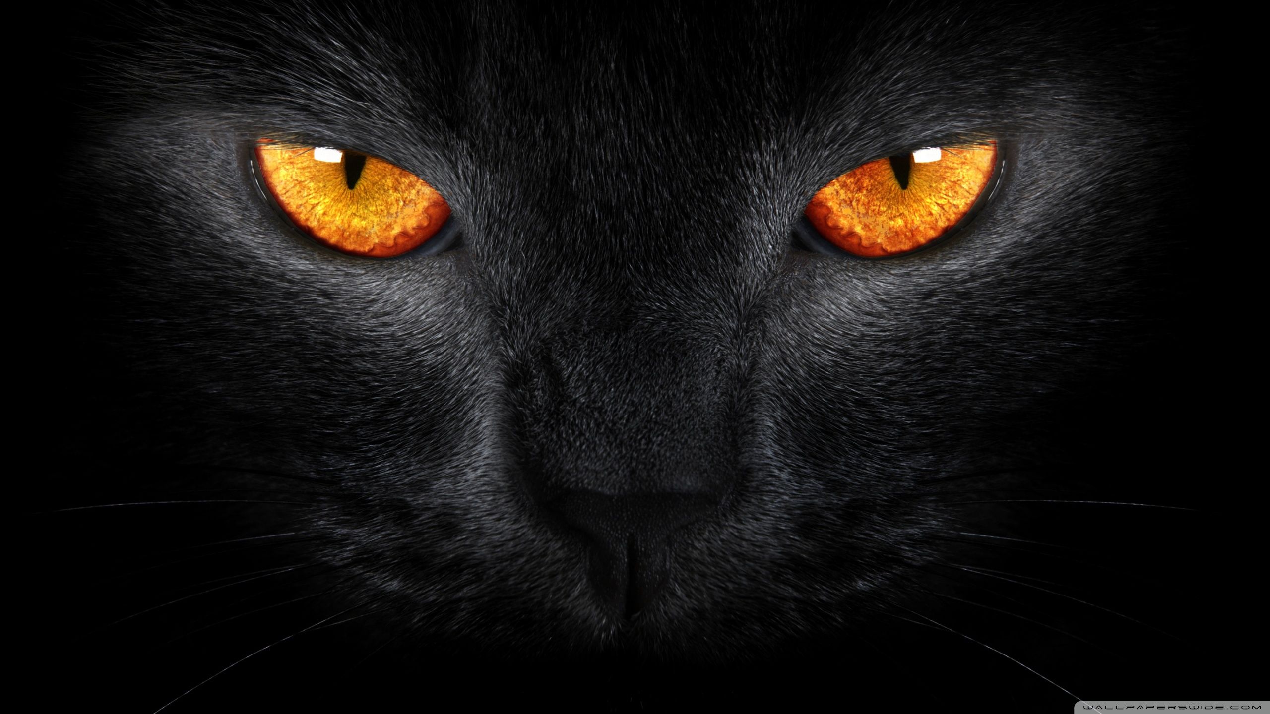 Black Cat PC Wallpapers On WallpaperDog