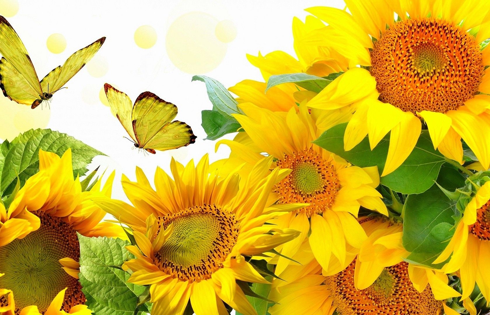 Sunflowers and Butterflies Wallpapers.