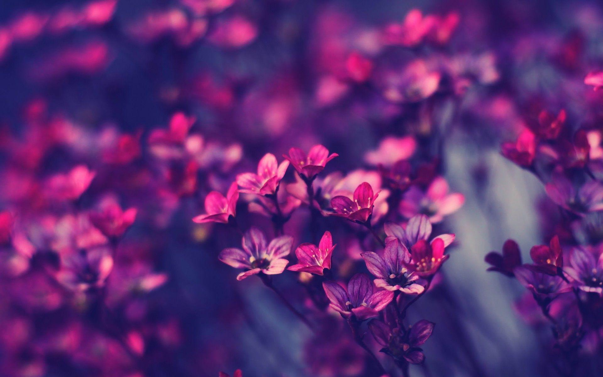 Hình nền máy tính hoa tím sẽ khiến bạn nhớ đến những điều tươi đẹp nhất trong cuộc sống. Với những họa tiết hoa tím rực rỡ và sống động, bạn sẽ được trải nghiệm một không gian làm việc mới lạ và rất độc đáo. Hãy tận hưởng và tìm hiểu các hình nền đẹp tím này.