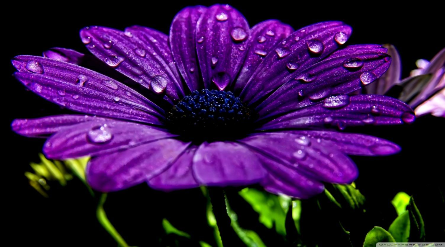 Dark Purple Flower Desktop Wallpaper Hd Resolution 3840x2160   Wallpapers13com