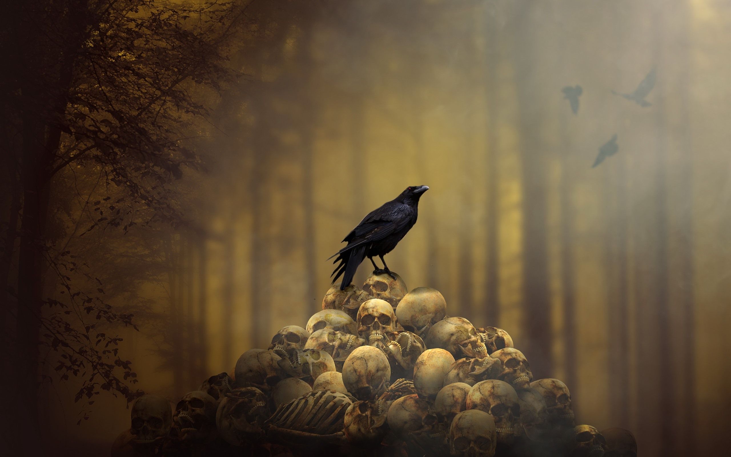 Crow And Skull Wallpapers On Wallpaperdog