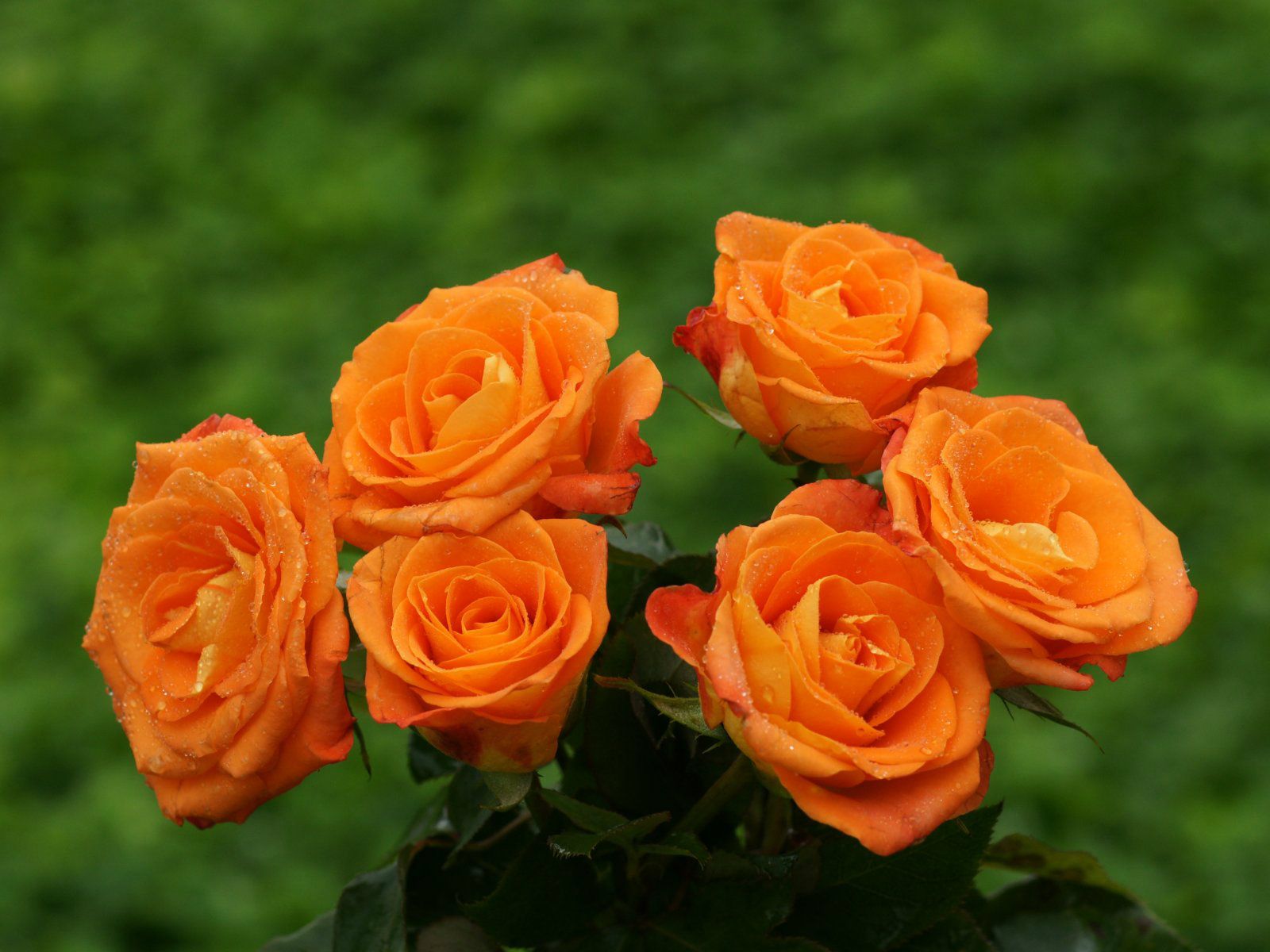 Hoa hồng cam là một trong những loài hoa đẹp và quyến rũ nhất trong giới hoa hồng. Hãy xem hình ảnh liên quan để khám phá những đường nét tinh tế, màu sắc rực rỡ và hương thơm quyến rũ của loài hoa này.