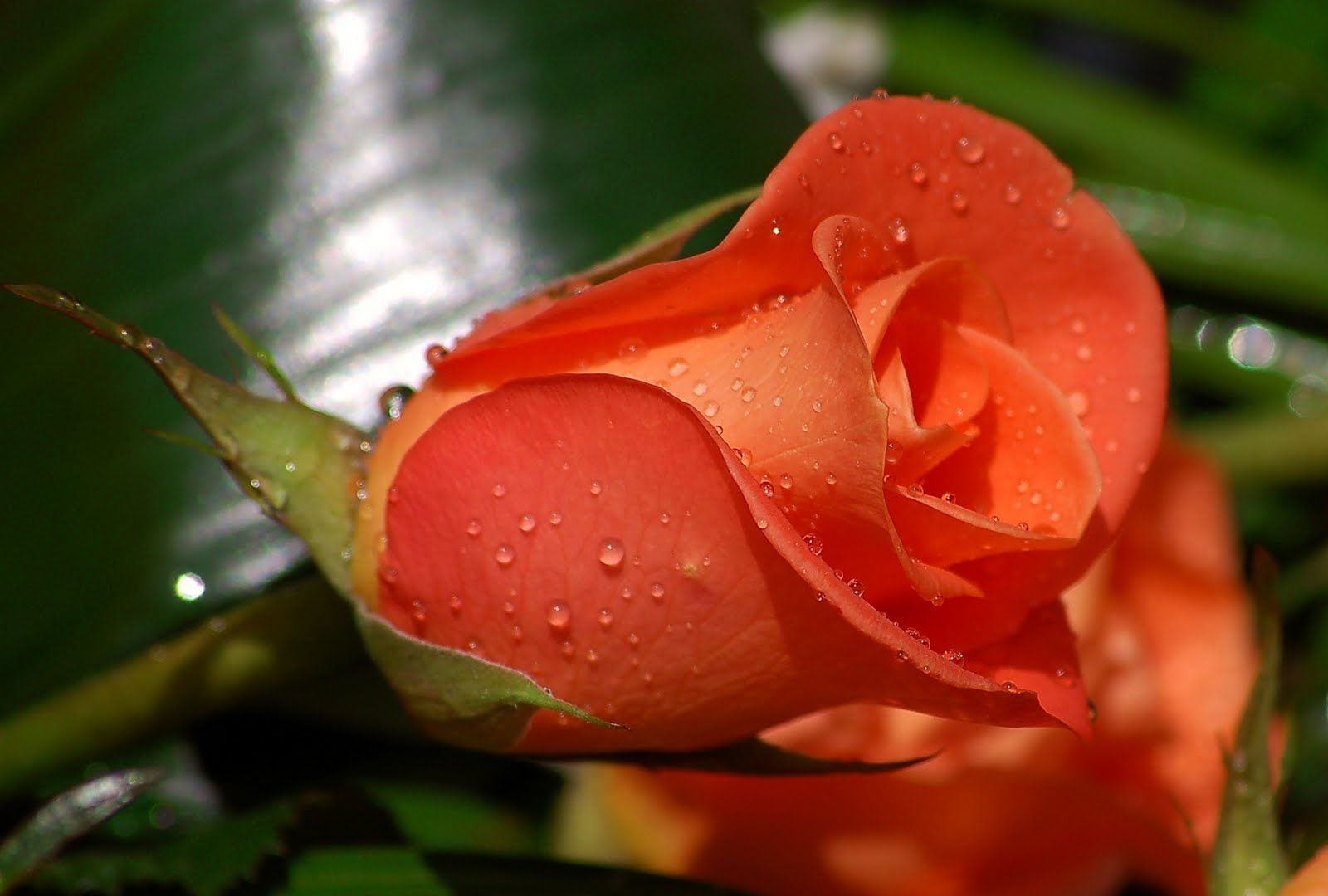 Single orange rose Stock Photos, Royalty Free Single orange rose Images |  Depositphotos