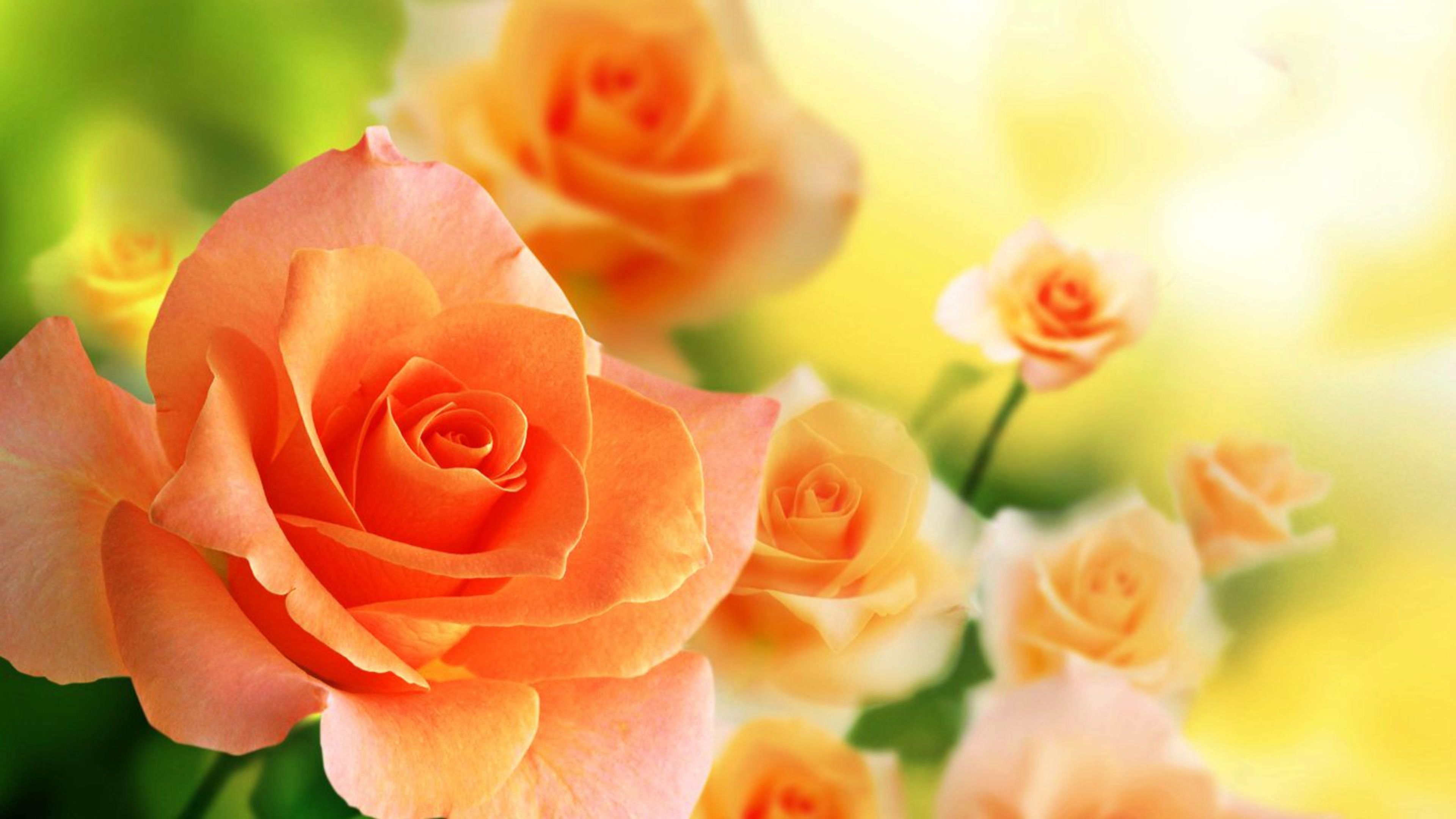 Rose Orange Flower Nature 8K Wallpaper #159