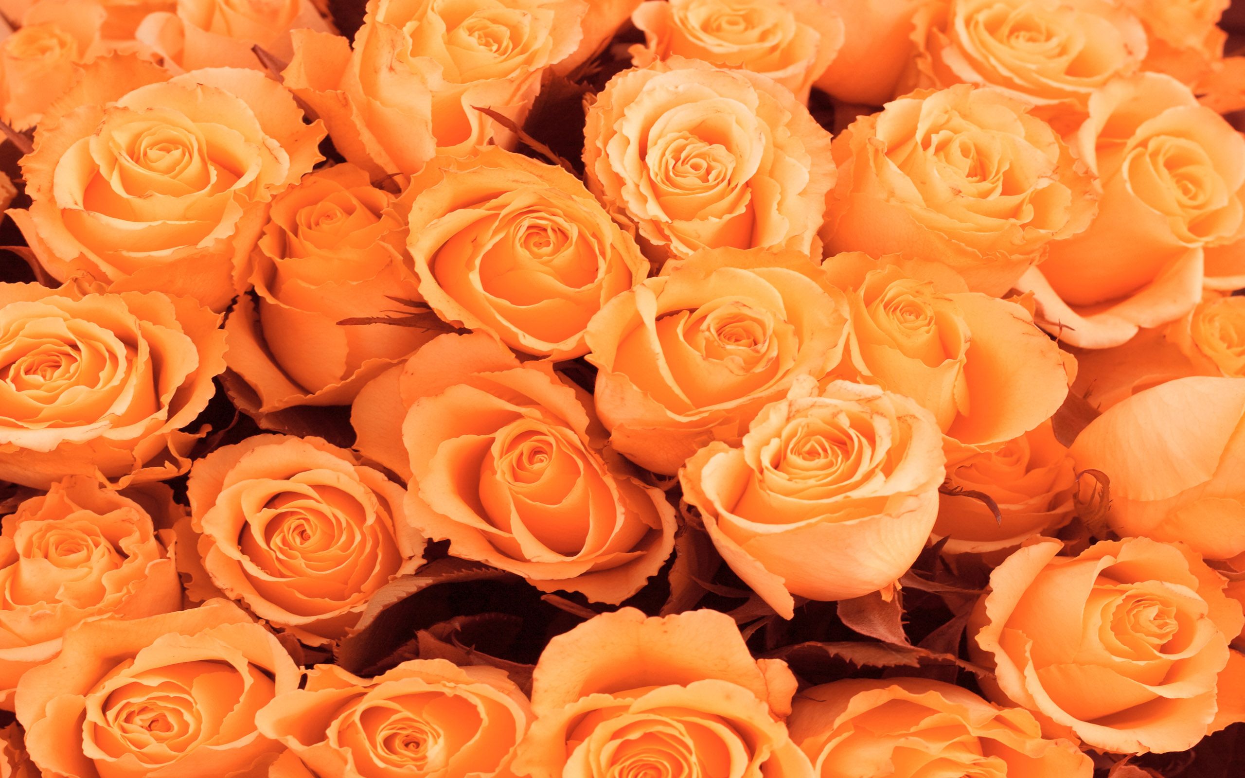 13 Beautiful Orange Rose Varieties for Vibrant Garden Color