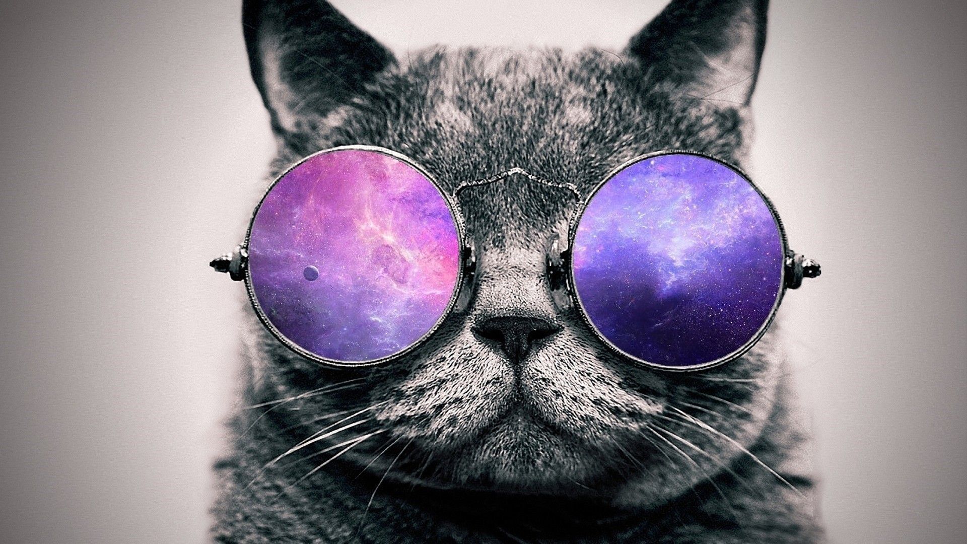 Purple cat HD wallpapers  Pxfuel
