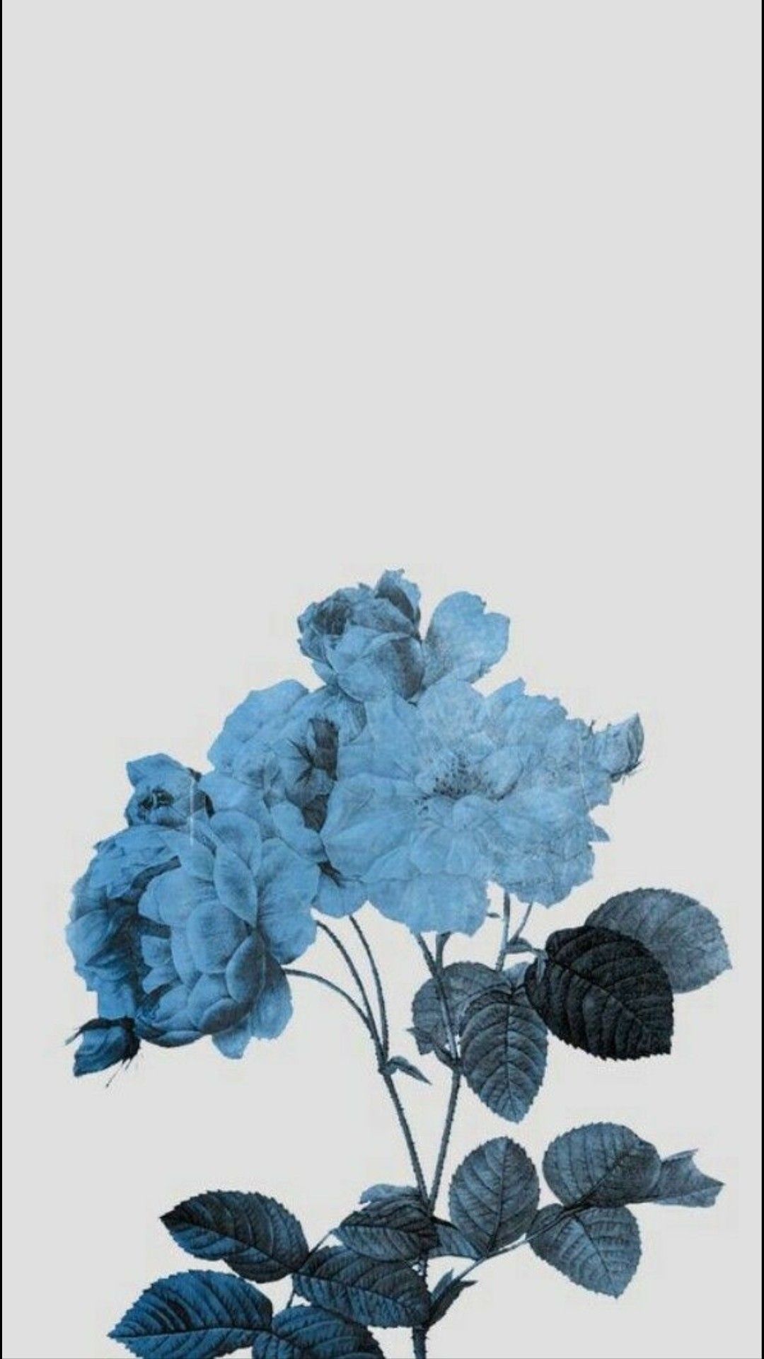 Aesthetics Blue Drawn Flower Wallpapers On Wallpaperdog