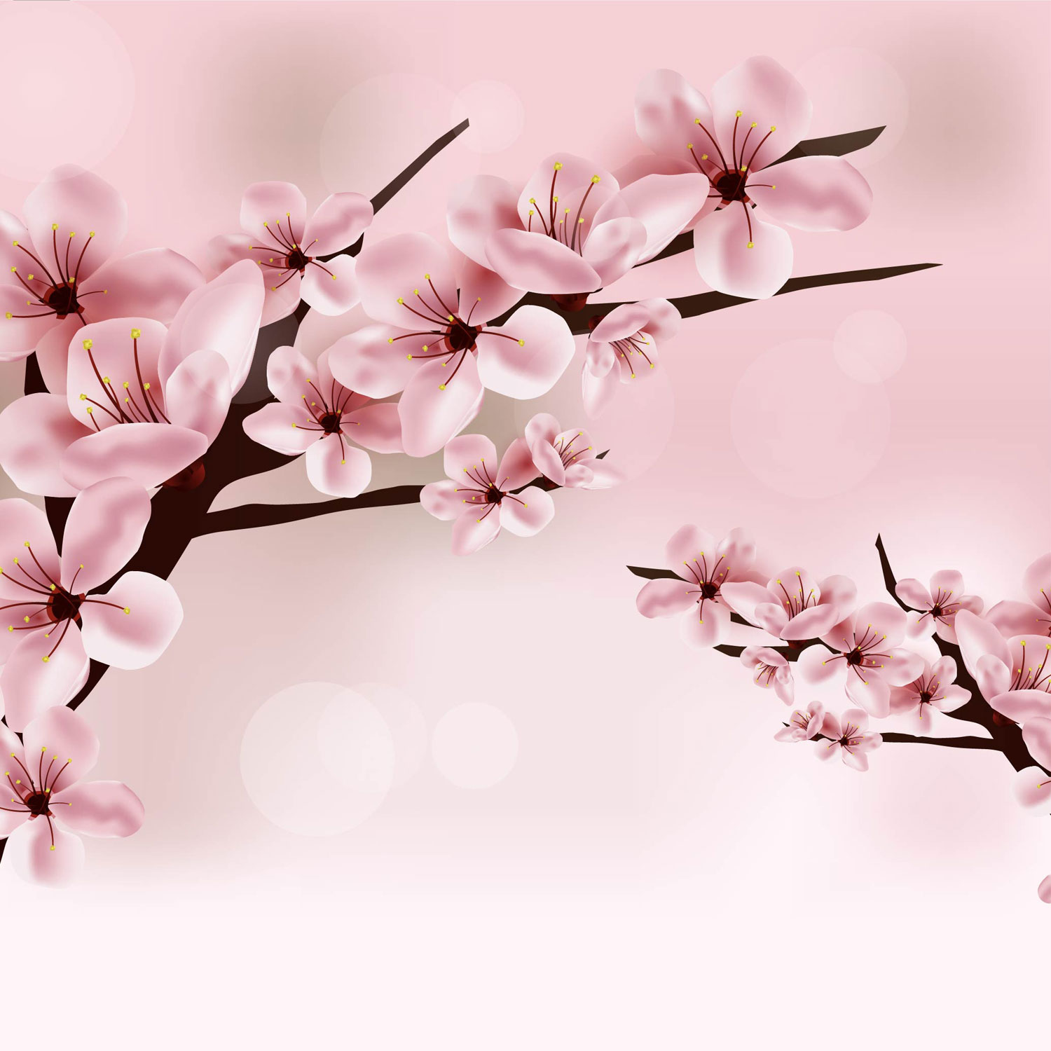 Cherry Blossom Art Wallpapers on WallpaperDog