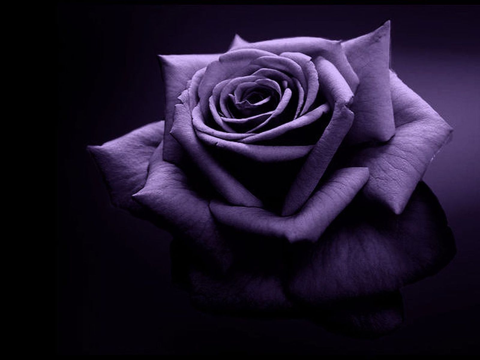 Purple and Black Rose Wallpapers on WallpaperDog