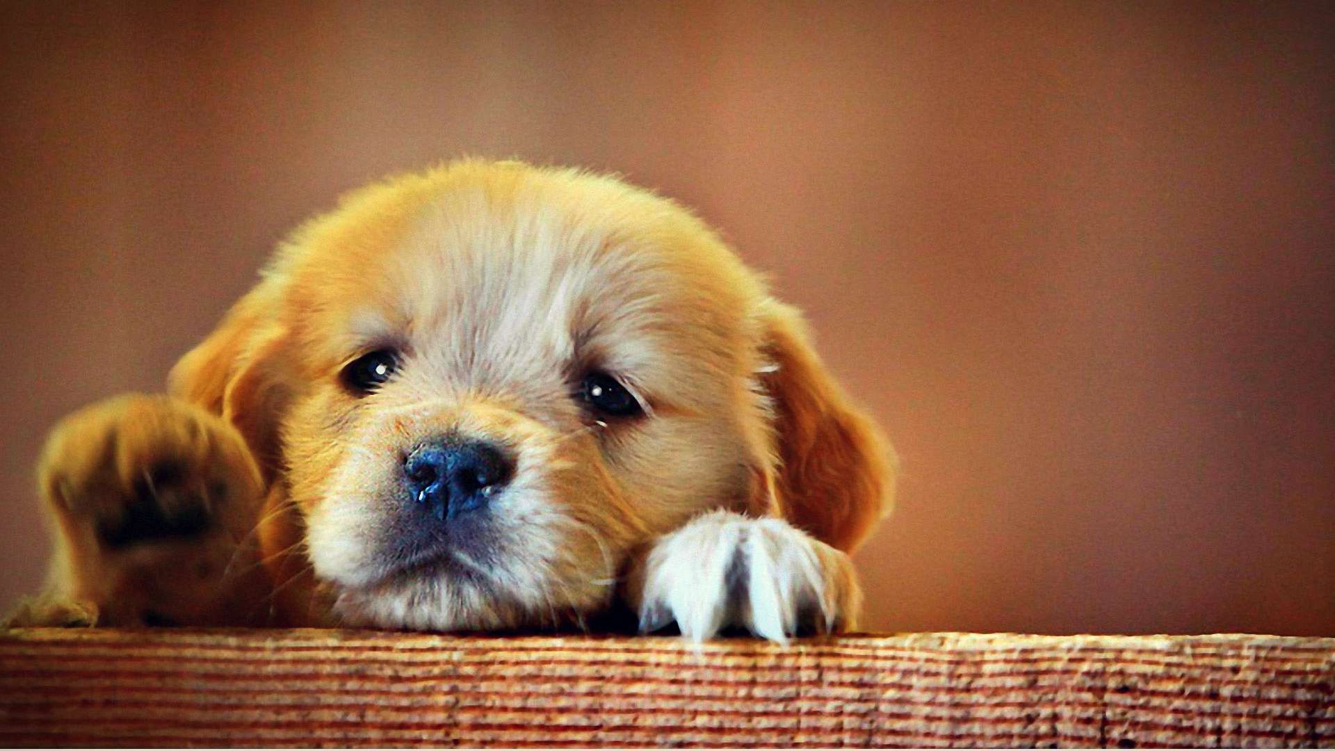 Cute Sad Puppy Wallpapers on WallpaperDog