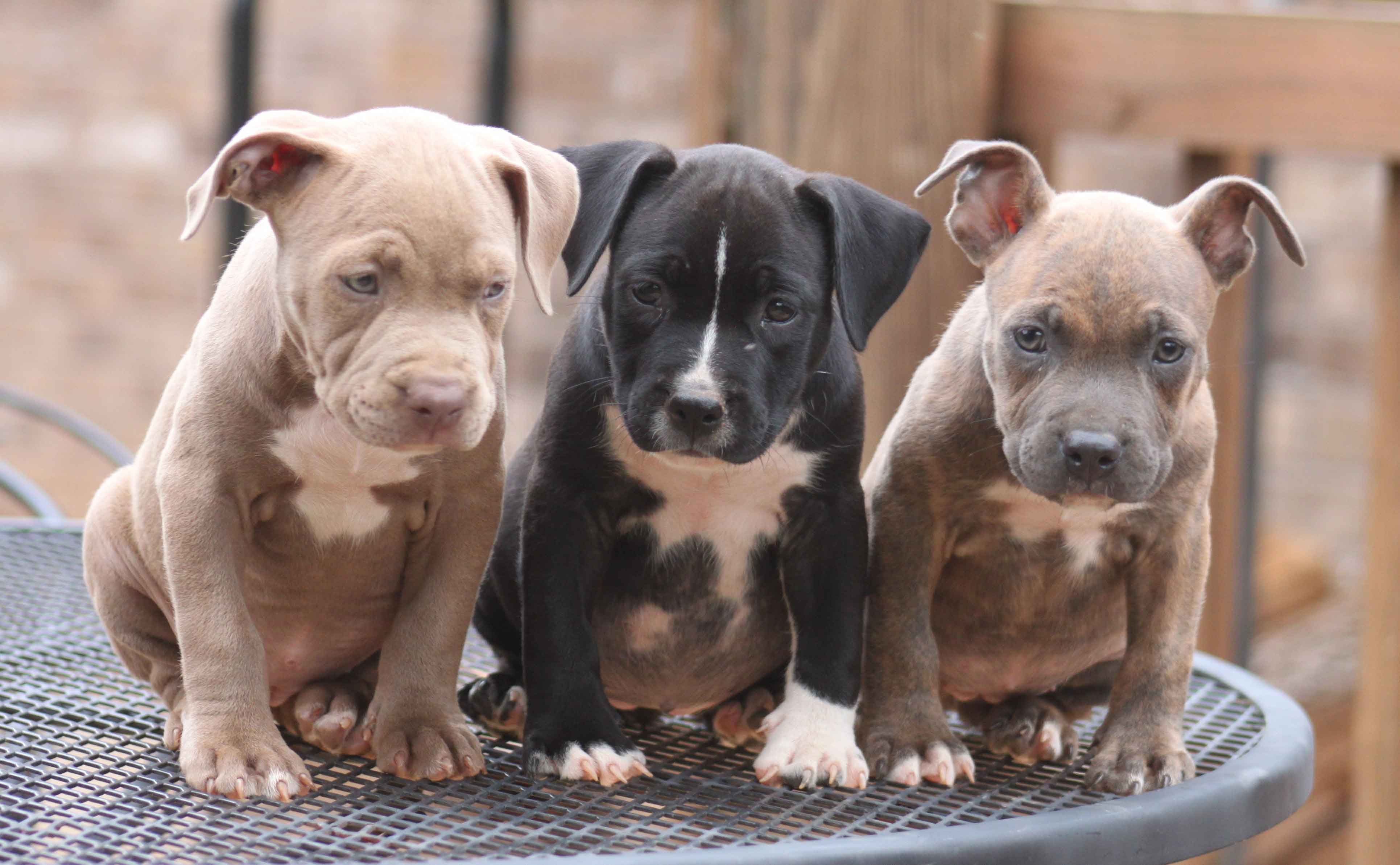 Cute Pitbull Puppies Wallpapers on WallpaperDog