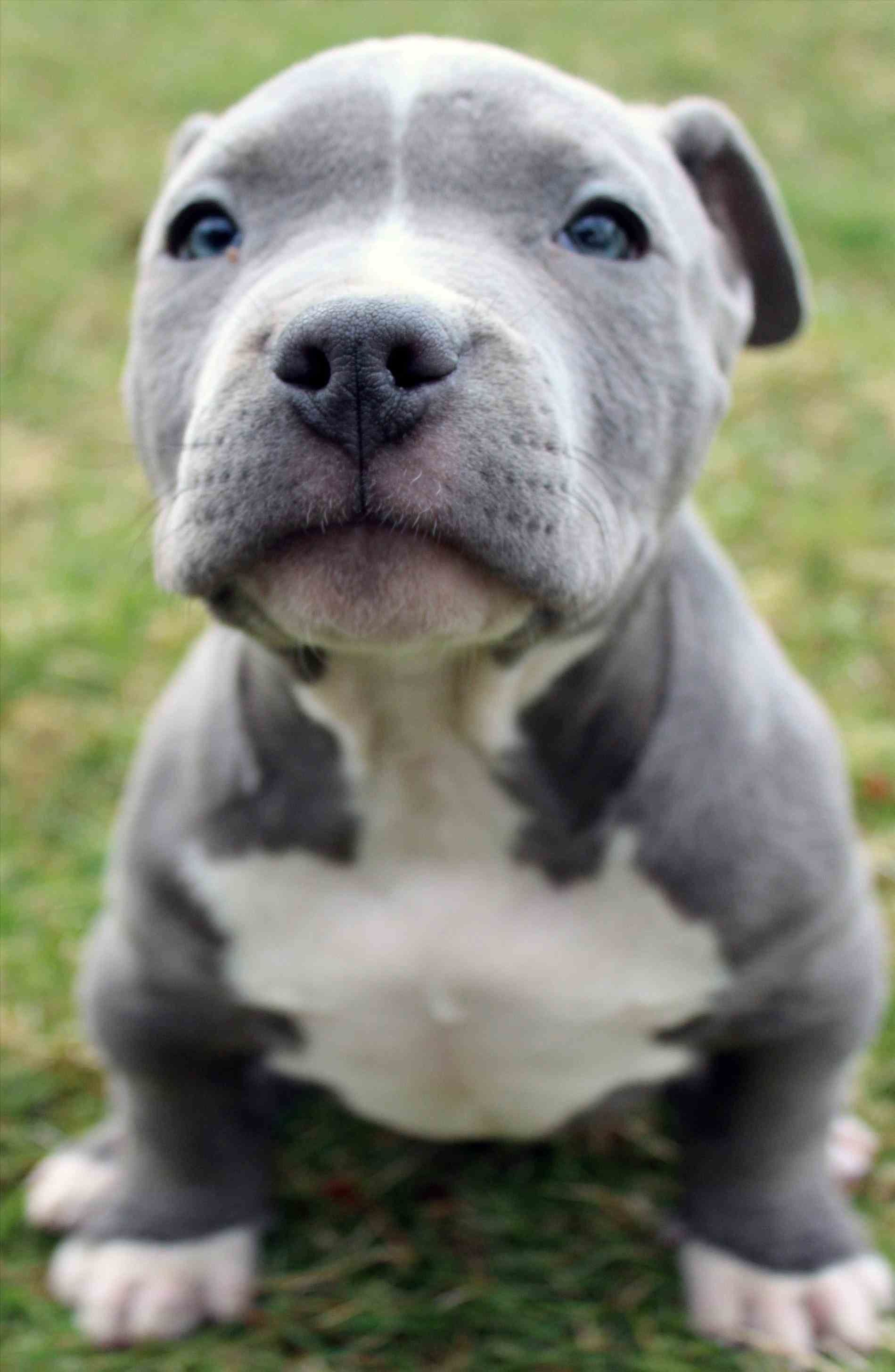 Cute Pitbull Puppies Wallpapers on