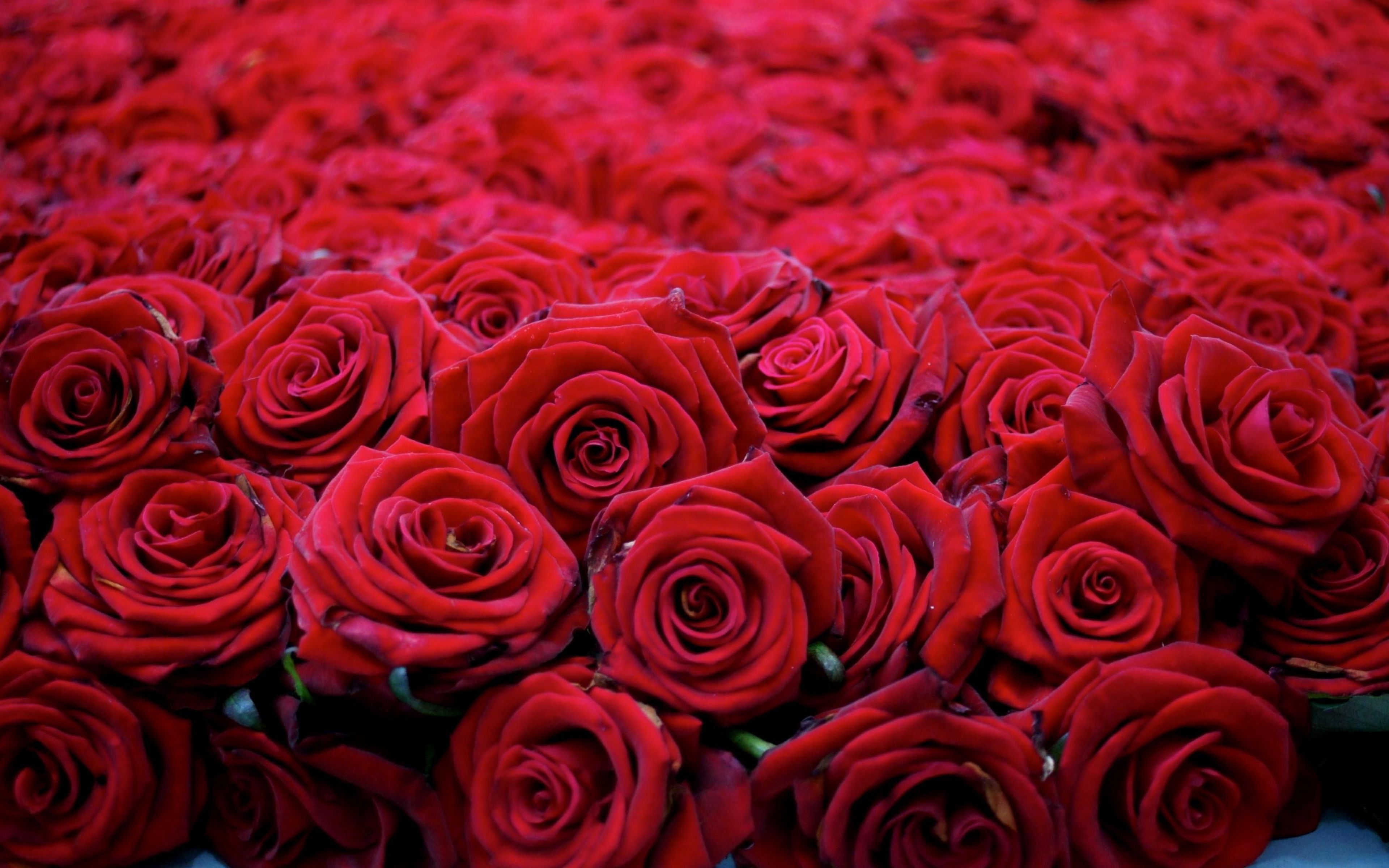 Field of Roses Wallpapers on WallpaperDog
