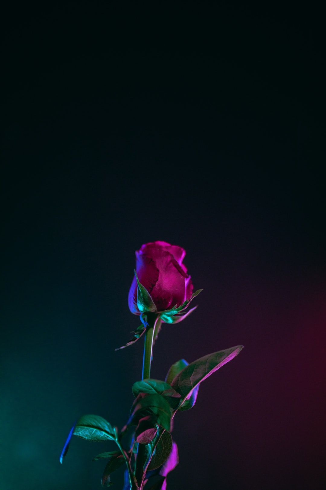 Chào mừng đến với thế giới hoa hồng tím đầy mơ mộng và tinh tế. Bức ảnh này sẽ mang đến cho bạn sự thư thái và cảm giác tốt nhất bằng vẻ đẹp tuyệt đẹp và màu sắc ấm áp của hoa hồng tím.