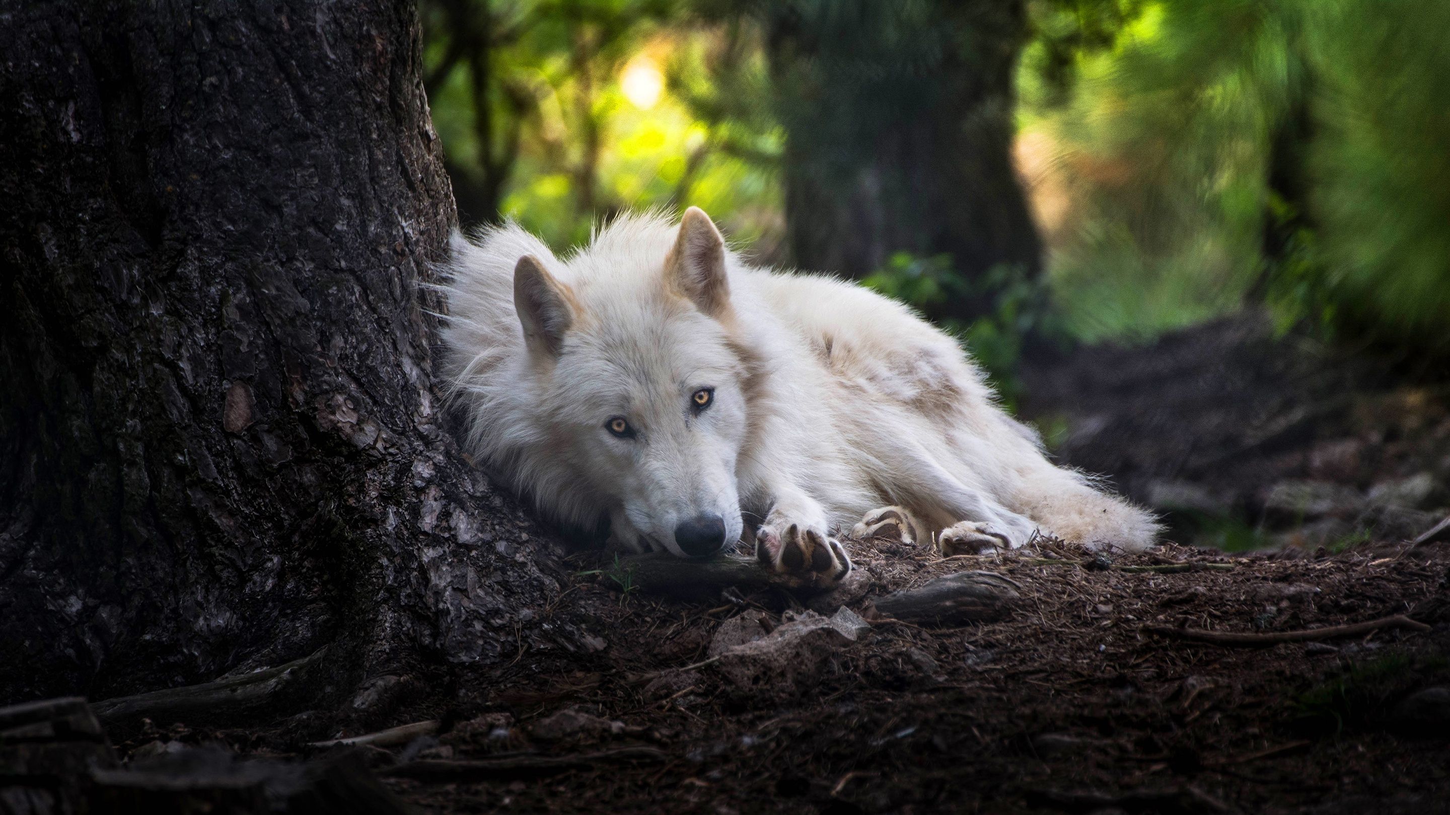 white wolf