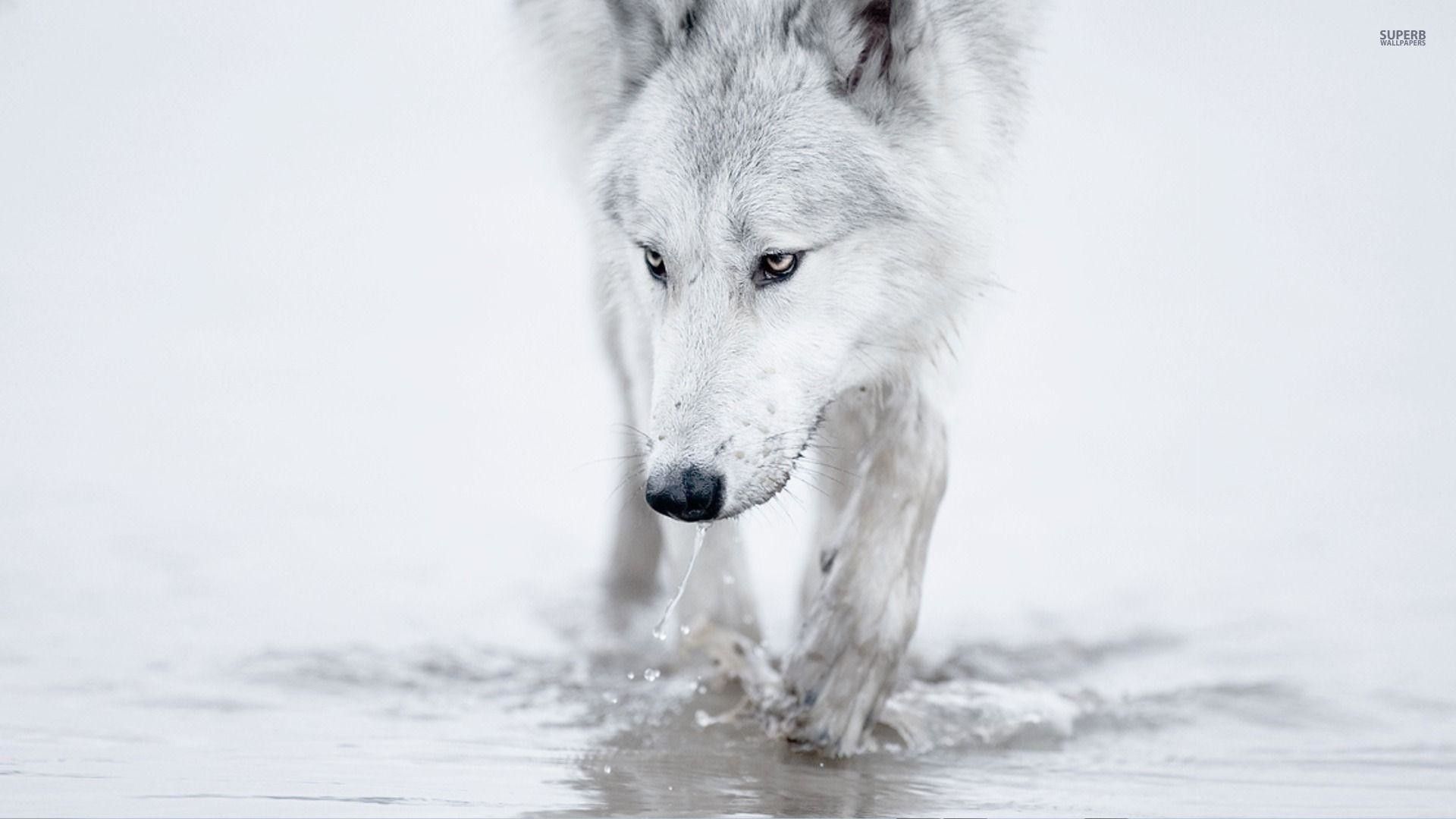 White Wolf Laptop Wallpapers on ...
