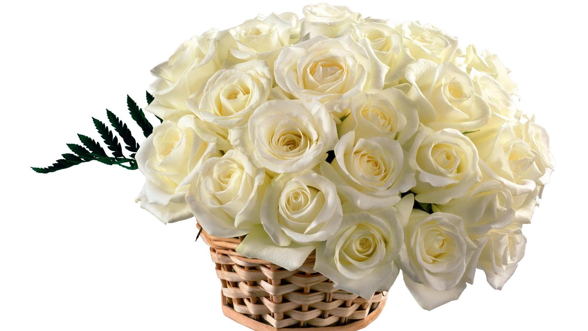 hd wallpapers of flowers of white rose