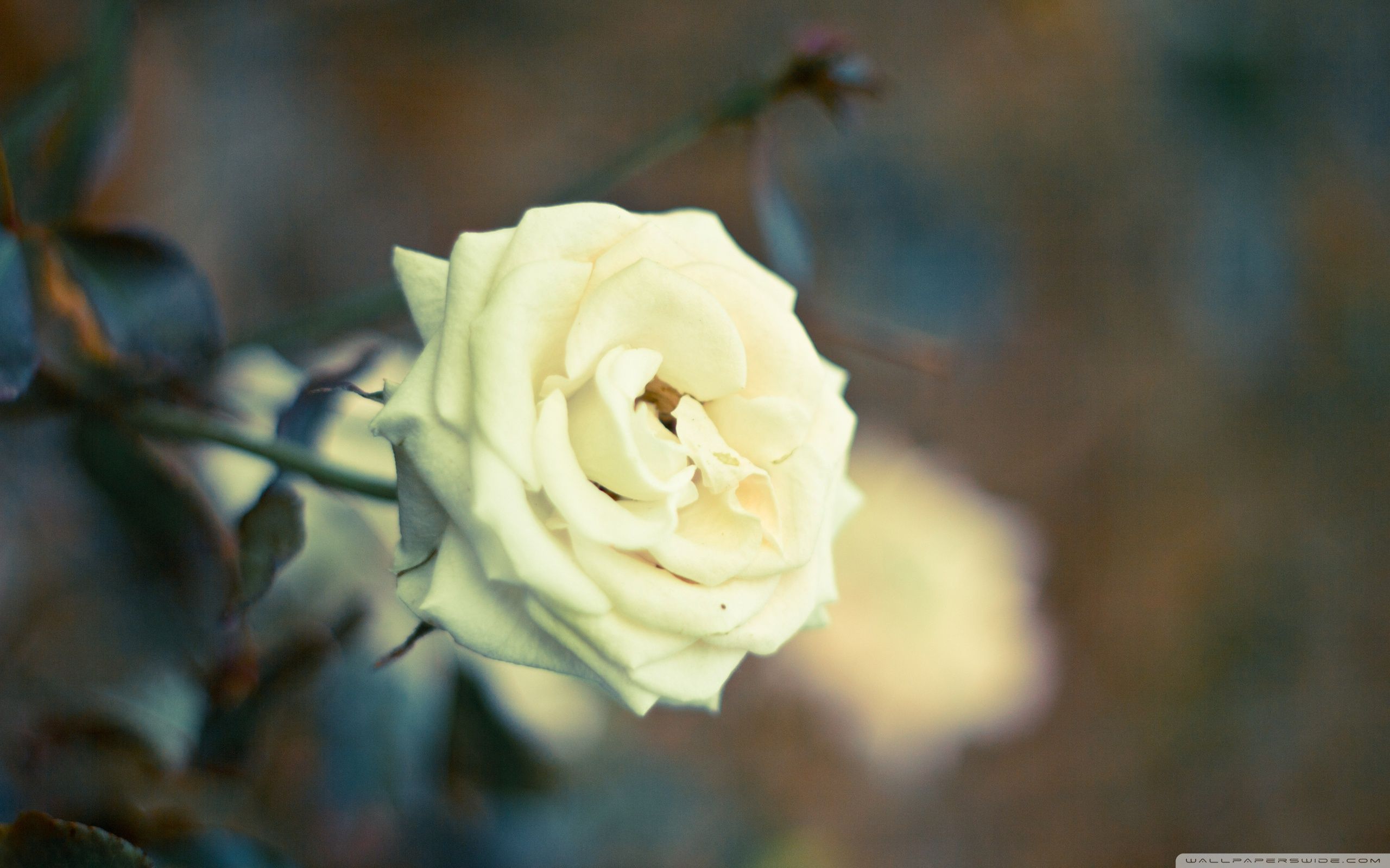 Розы бел восточная. Белые розы. Розы обои.