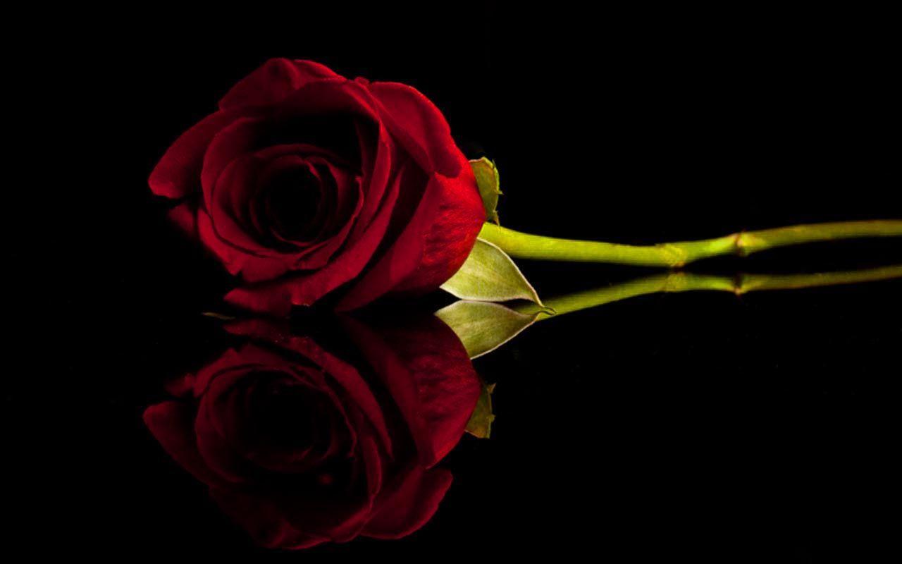 Beautiful High Quality Red Rose with Black Background HD Wallpaper ...
