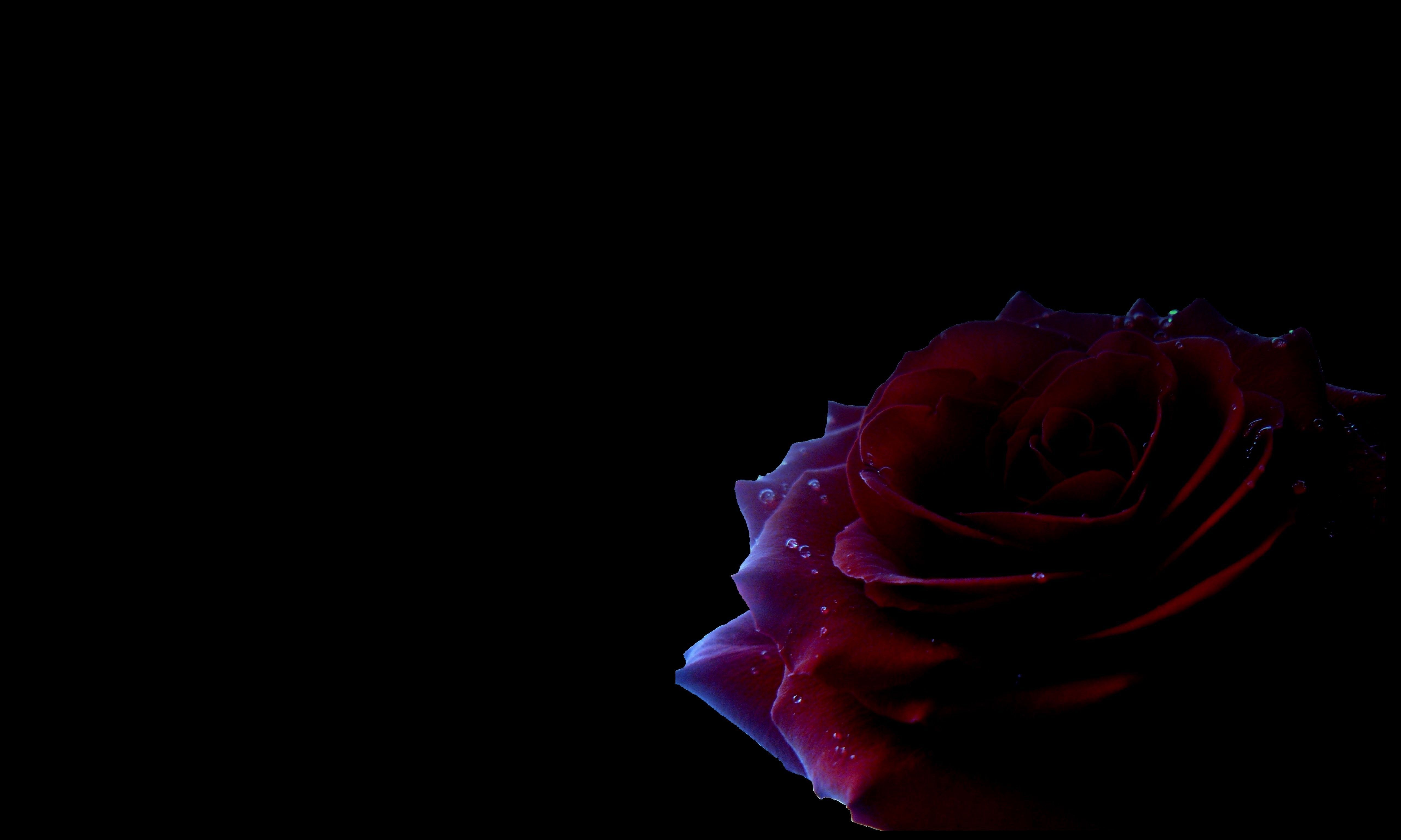Black and Red Rose Wallpapers on WallpaperDog