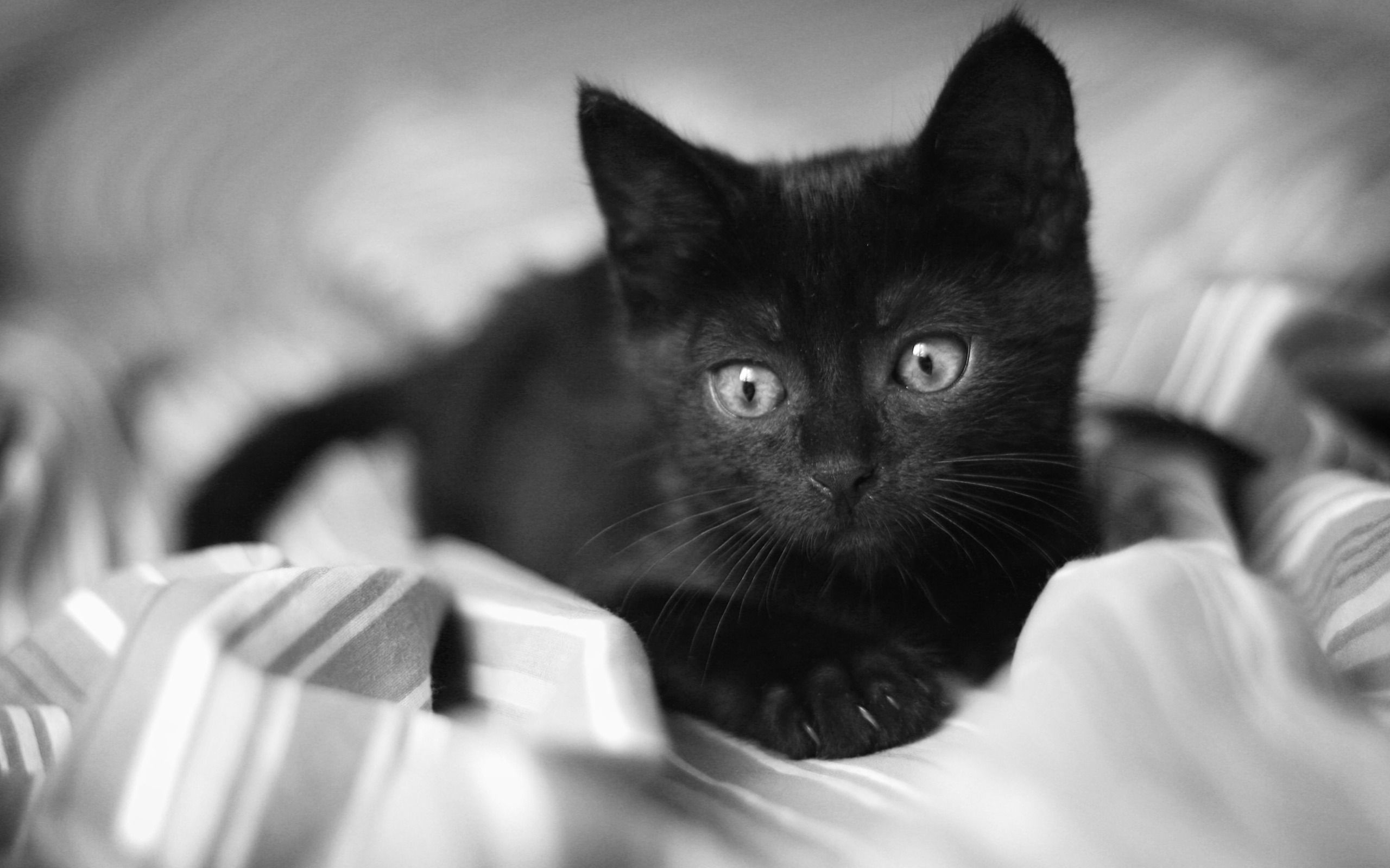 Cute Black Cat Wallpapers On Wallpaperdog