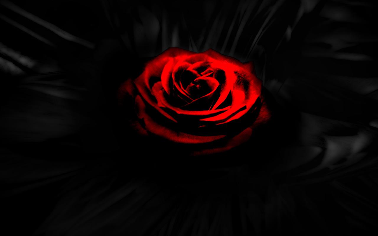Black And Red Rose Wallpapers On Wallpaperdog