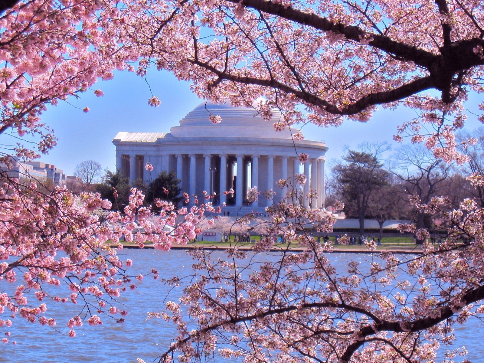 Cherry Blossoms Washington DC Desktop Wallpapers on WallpaperDog