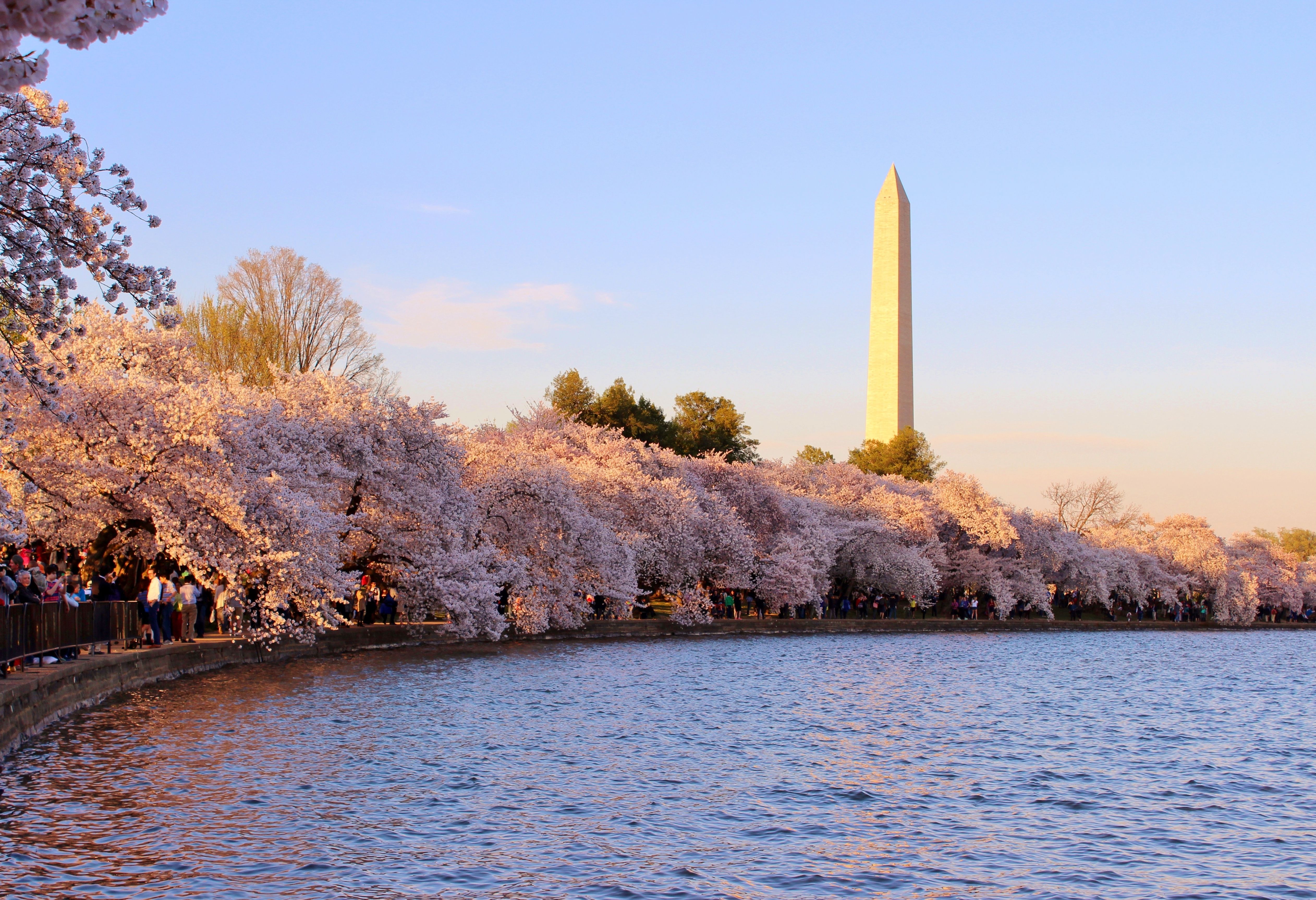 Cherry Blossoms Washington DC Desktop Wallpapers on WallpaperDog