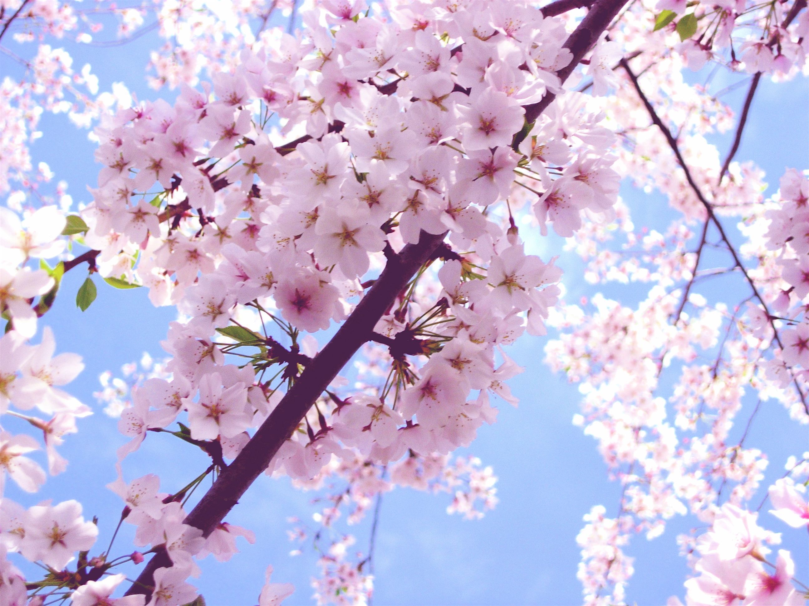 Pink Cherry Blossom Wallpapers on WallpaperDog