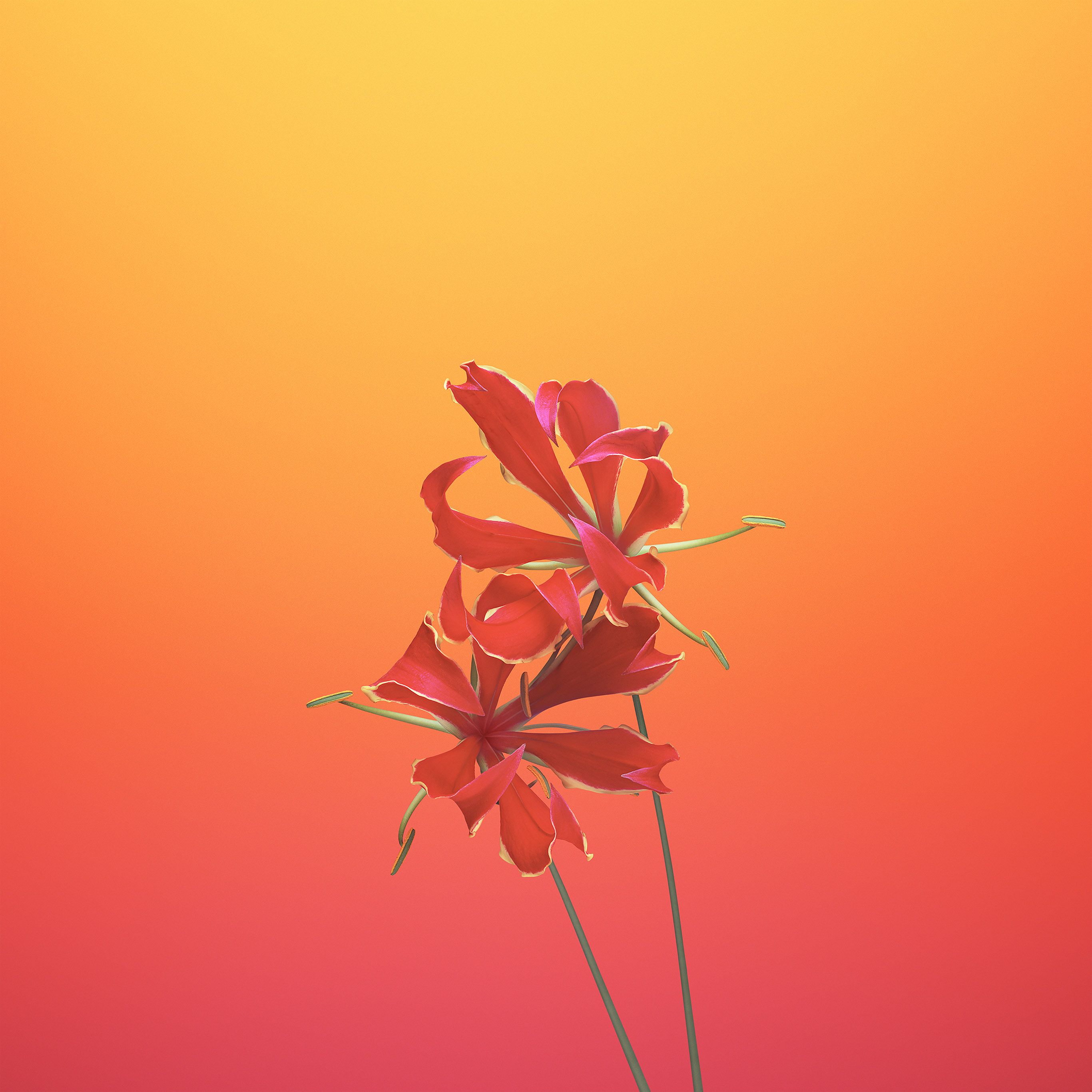 Hình nền hoa Apple iPhone trên WallpaperDog sẽ làm cho màn hình điện thoại của bạn trở nên lung linh và sinh động hơn. Những bức ảnh với hoa tươi đủ màu sắc sẽ mang đến cho bạn cảm giác như đang thưởng thức một bức tranh nghệ thuật trên chiếc iPhone yêu quý của mình.