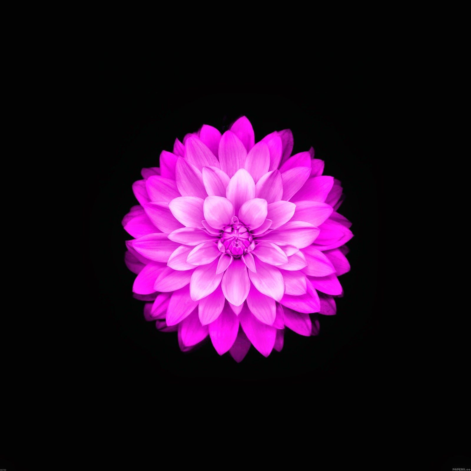 HD wallpaper Apple  iOS Flower 2 round purple flower Aero White  flowering plant  Wallpaper Flare