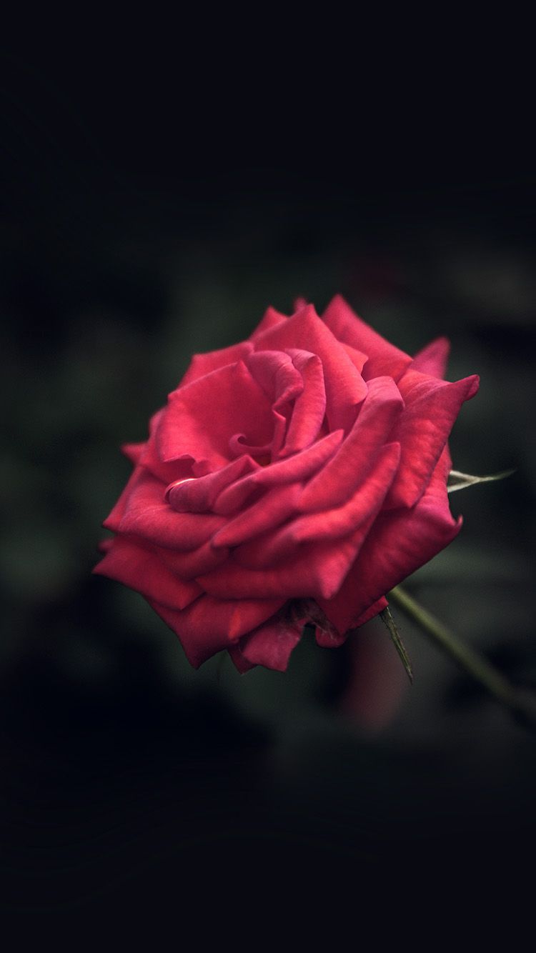 Featured image of post Iphone Dark Red Rose Wallpaper : Red wallpapers, backgrounds, images— best red desktop wallpaper sort wallpapers by: