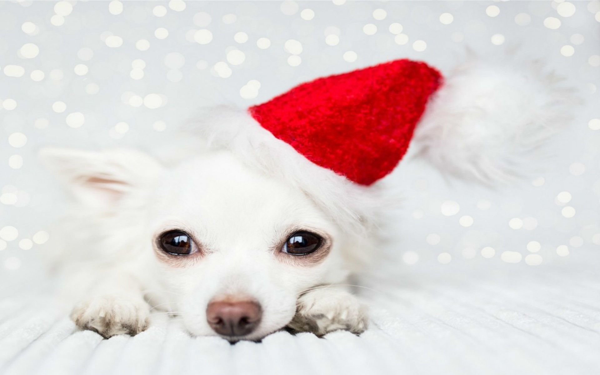 Cute Christmas Santa Puppy Wallpaper Background Best Stock Photos  TOPpng