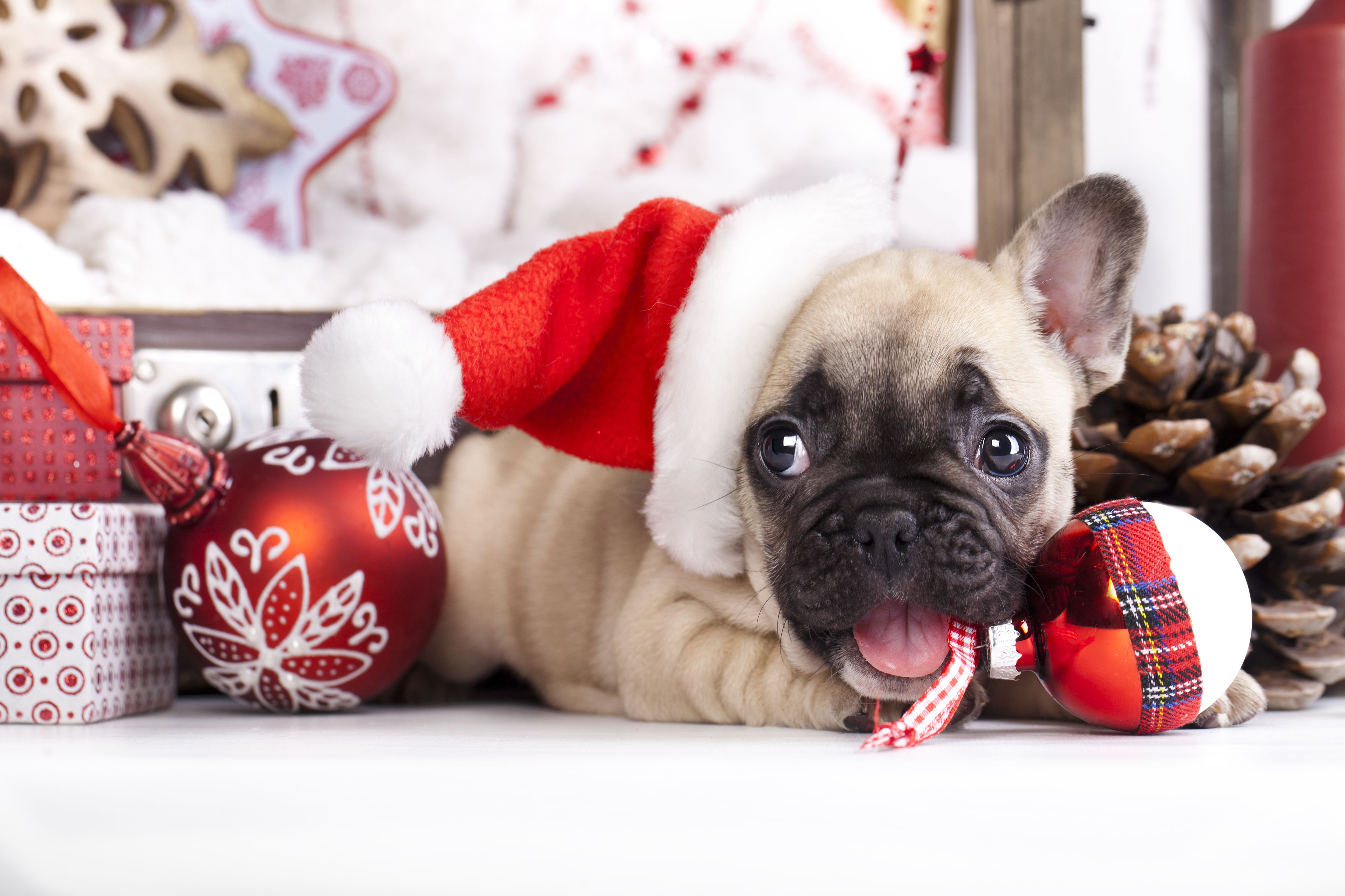 Wallpaper dog New Year Christmas puppy Santa Labrador Christmas  puppy dog New Year cute Merry santa hat images for desktop section  собаки  download