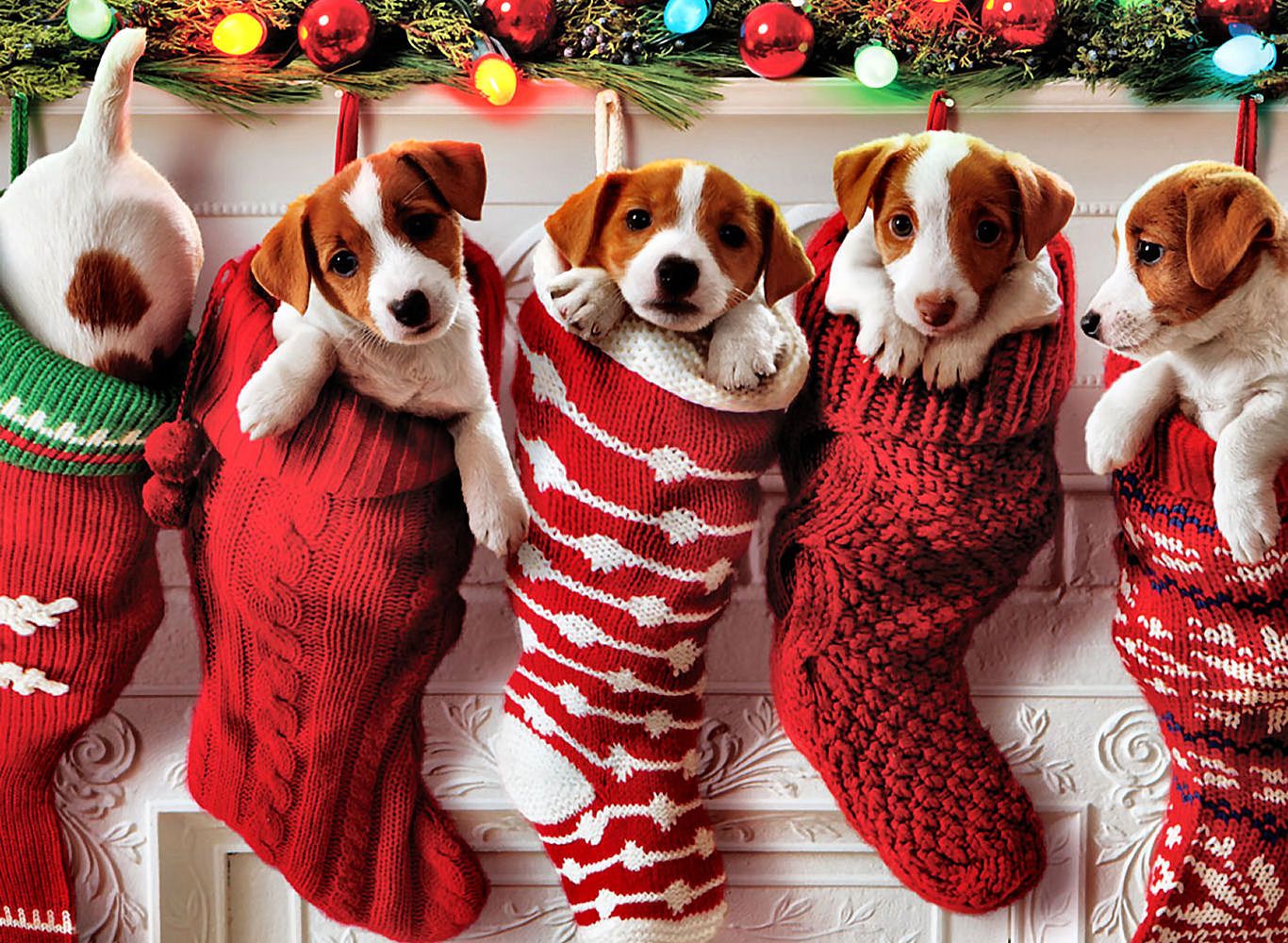 Christmas Puppy Stock Photo  Download Image Now  Christmas Dog Puppy   iStock