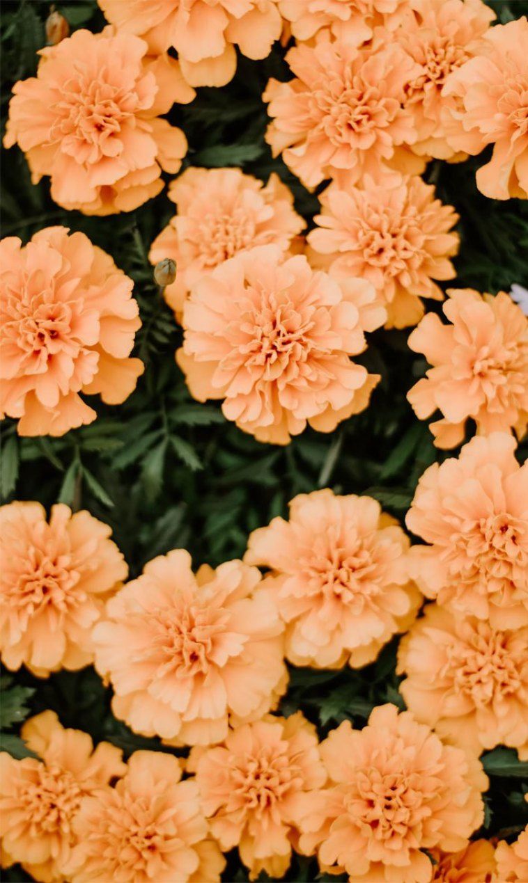 Hình nền Orange Flower iPhone sẽ khiến bạn sống động hơn với các tông màu cam và vàng rực rỡ. Hãy chọn một trong số những hình nền này để thật nổi bật trên màn hình iPhone của bạn.